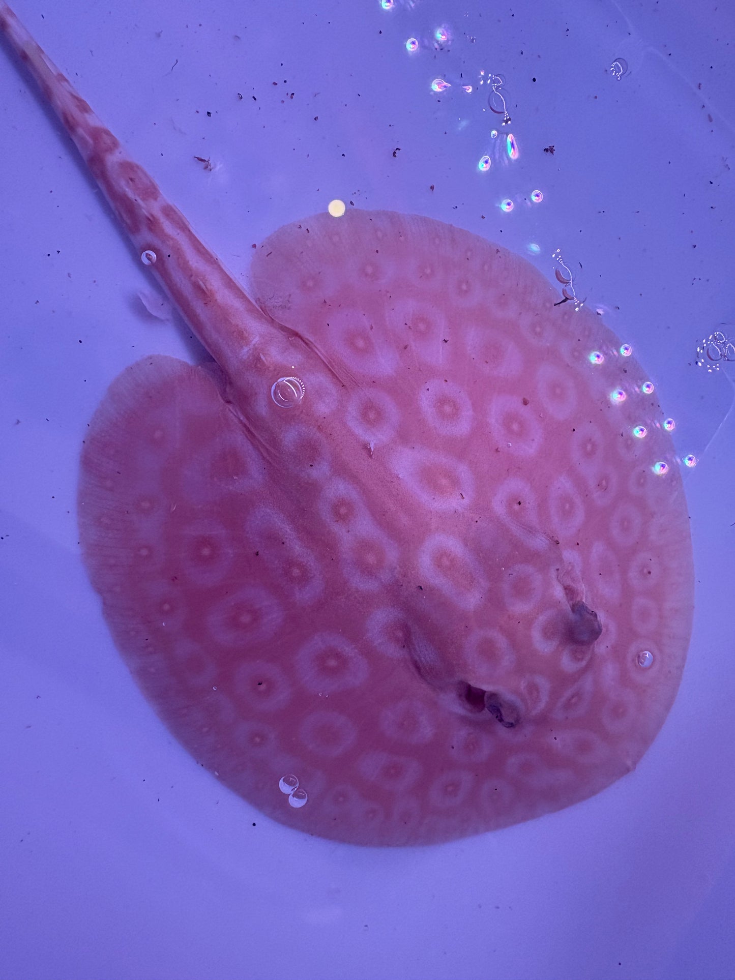 Freshwater Stingray Redbase Pearl Albino Male