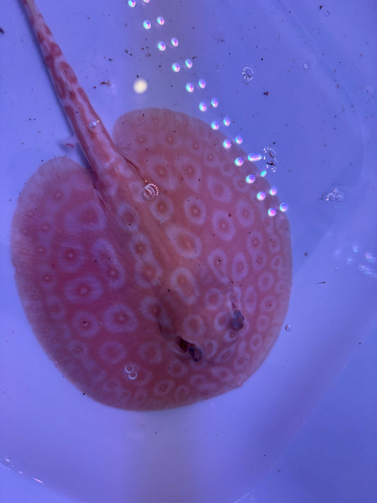 Freshwater Stingray Redbase Pearl Albino Male