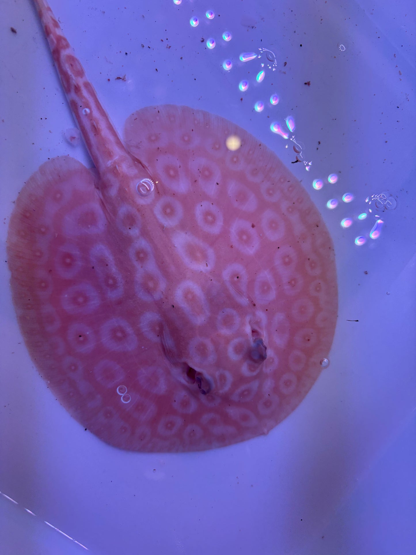 Freshwater Stingray Redbase Pearl Albino Male