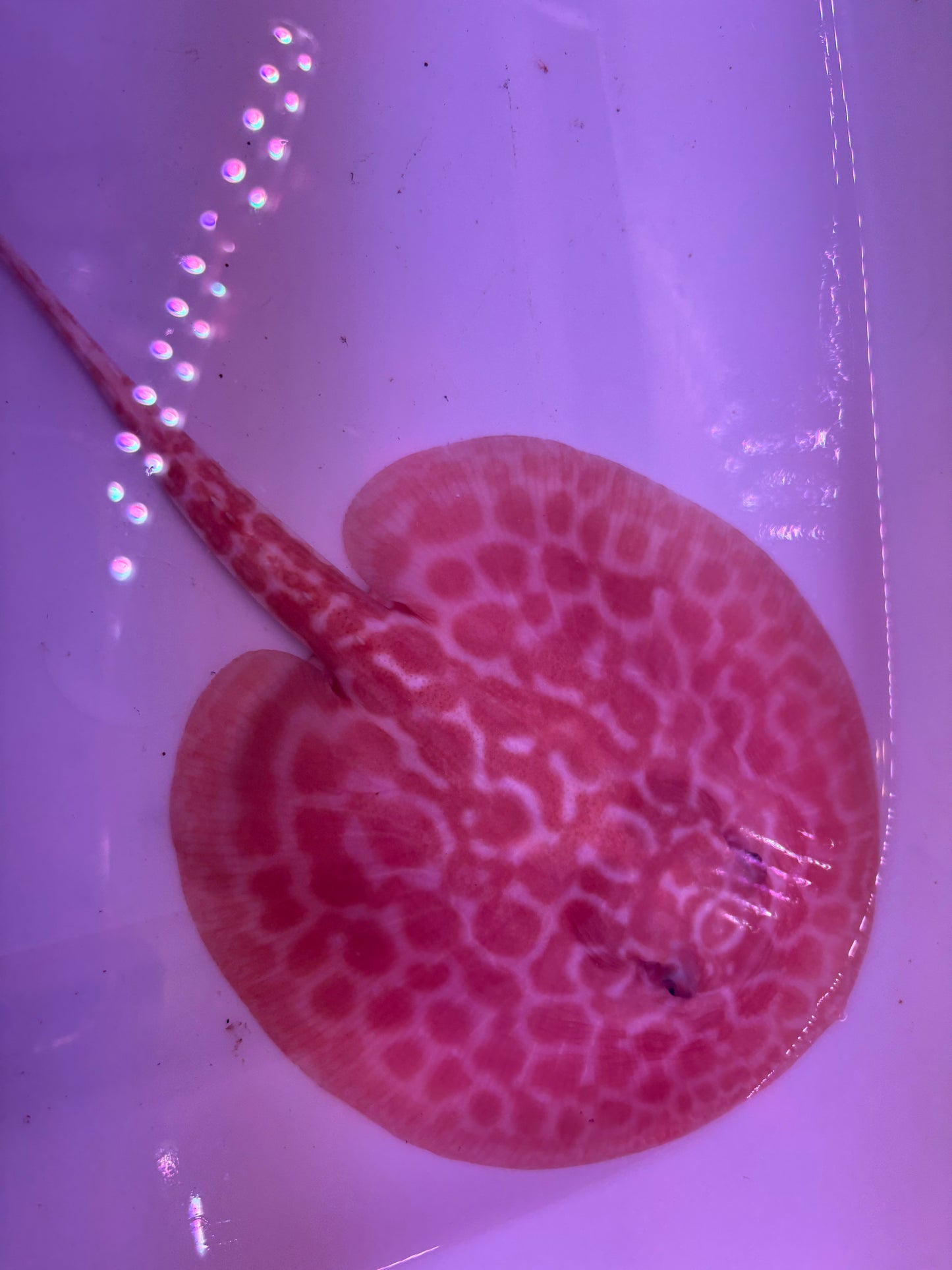 Freshwater Stingray Red Lucy Albino  Male 4