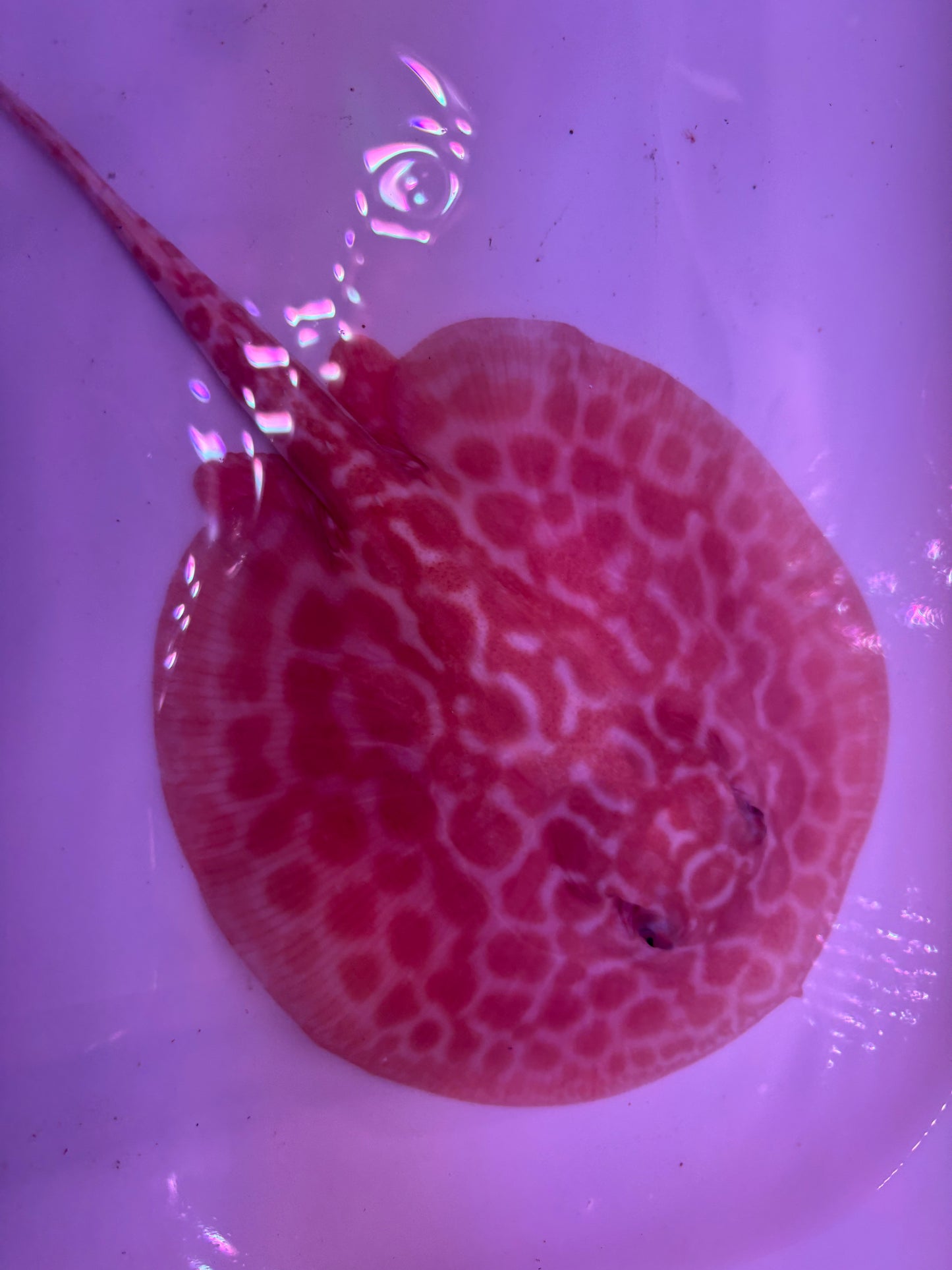 Freshwater Stingray Red Lucy Albino  Male 4