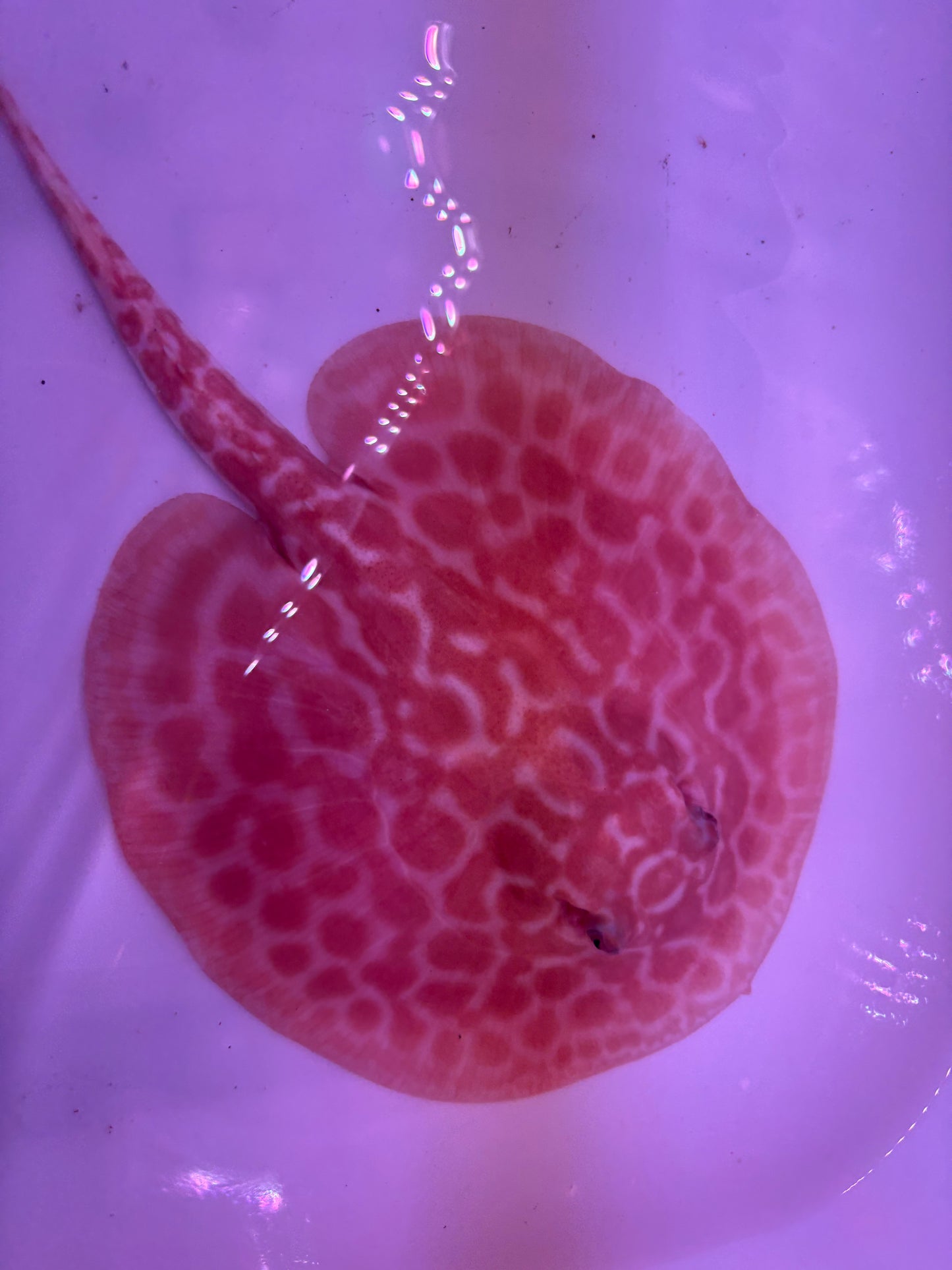 Freshwater Stingray Red Lucy Albino  Male 4