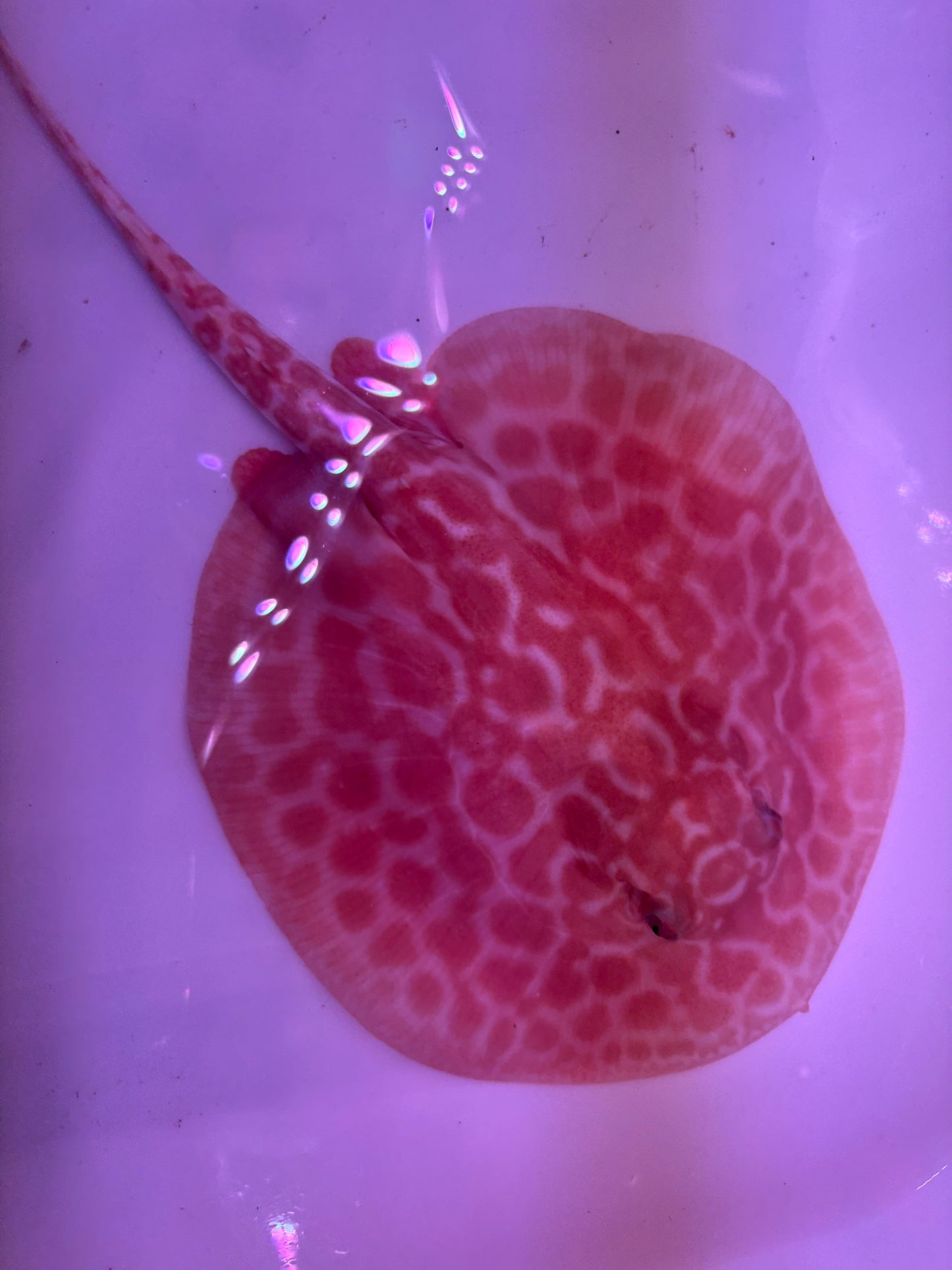Freshwater Stingray Red Lucy Albino  Male 4