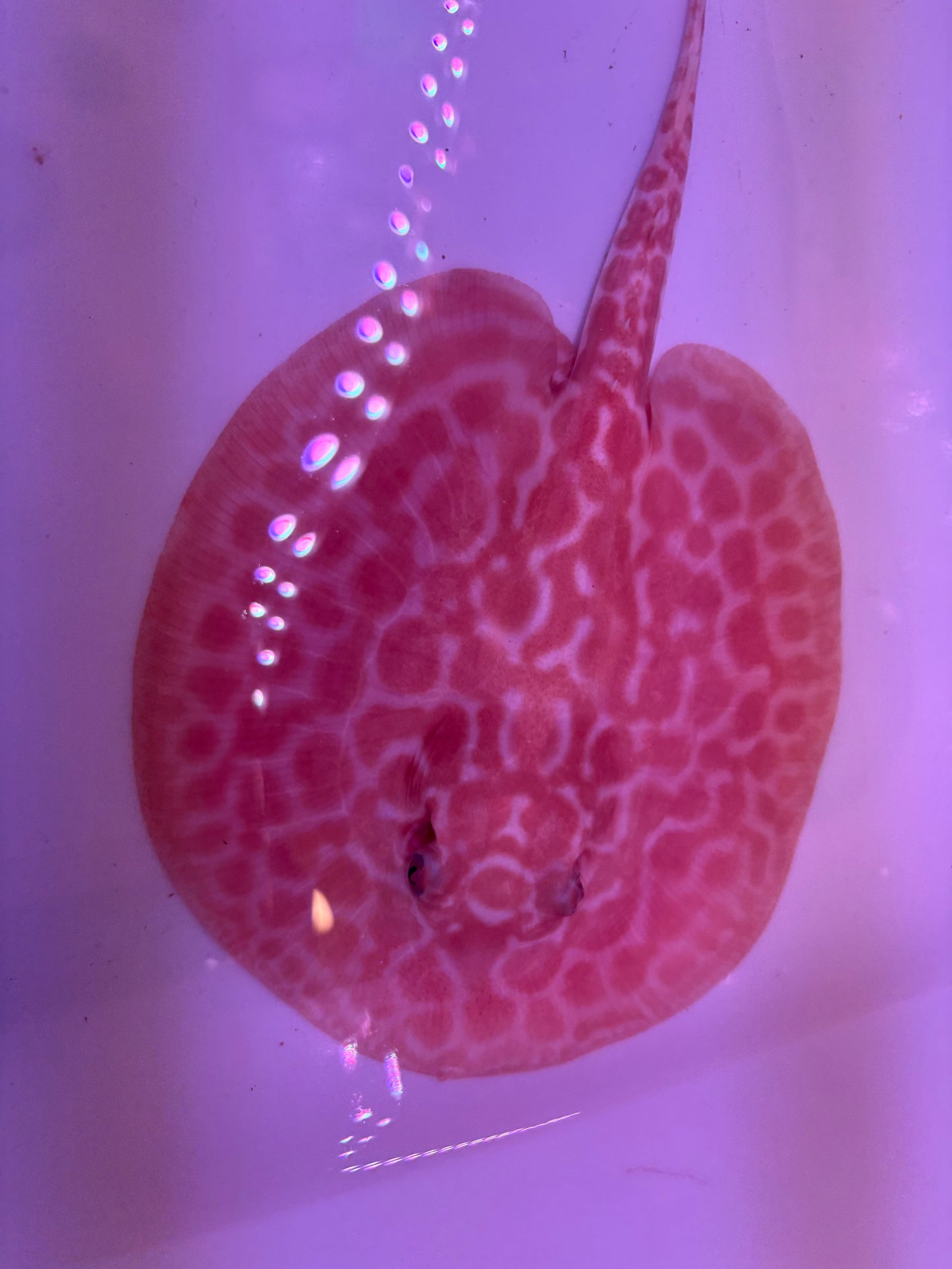 Freshwater Stingray Red Lucy Albino  Male 4