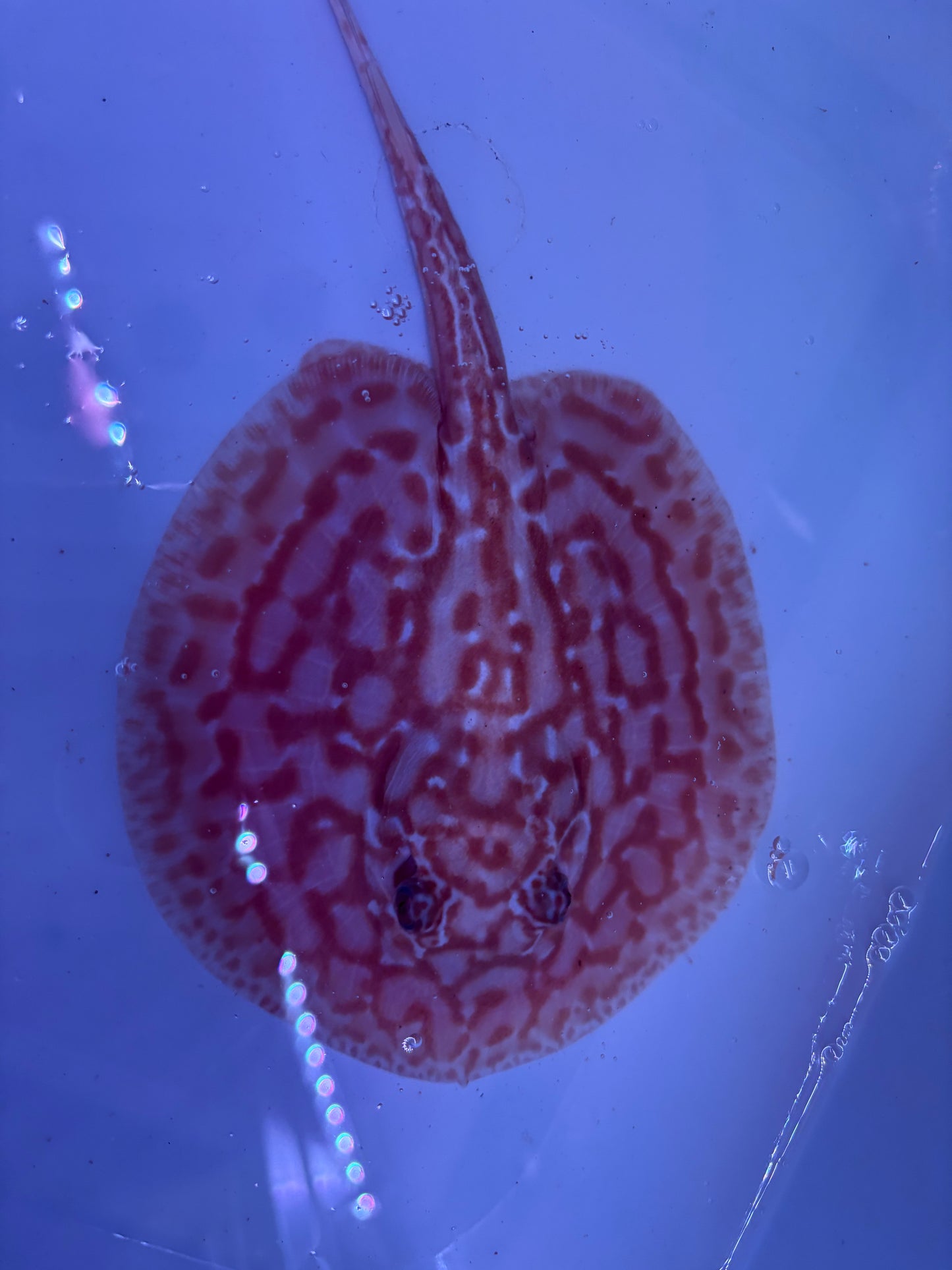 Freshwater Stingray Red Lucy Albino  Male 5