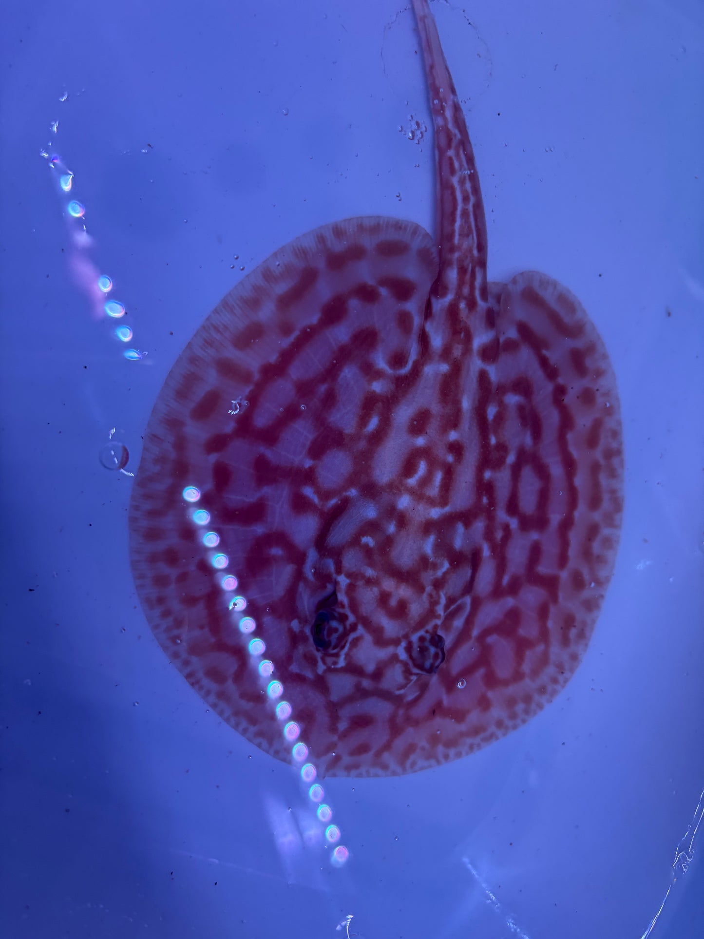 Freshwater Stingray Red Lucy Albino  Male 5