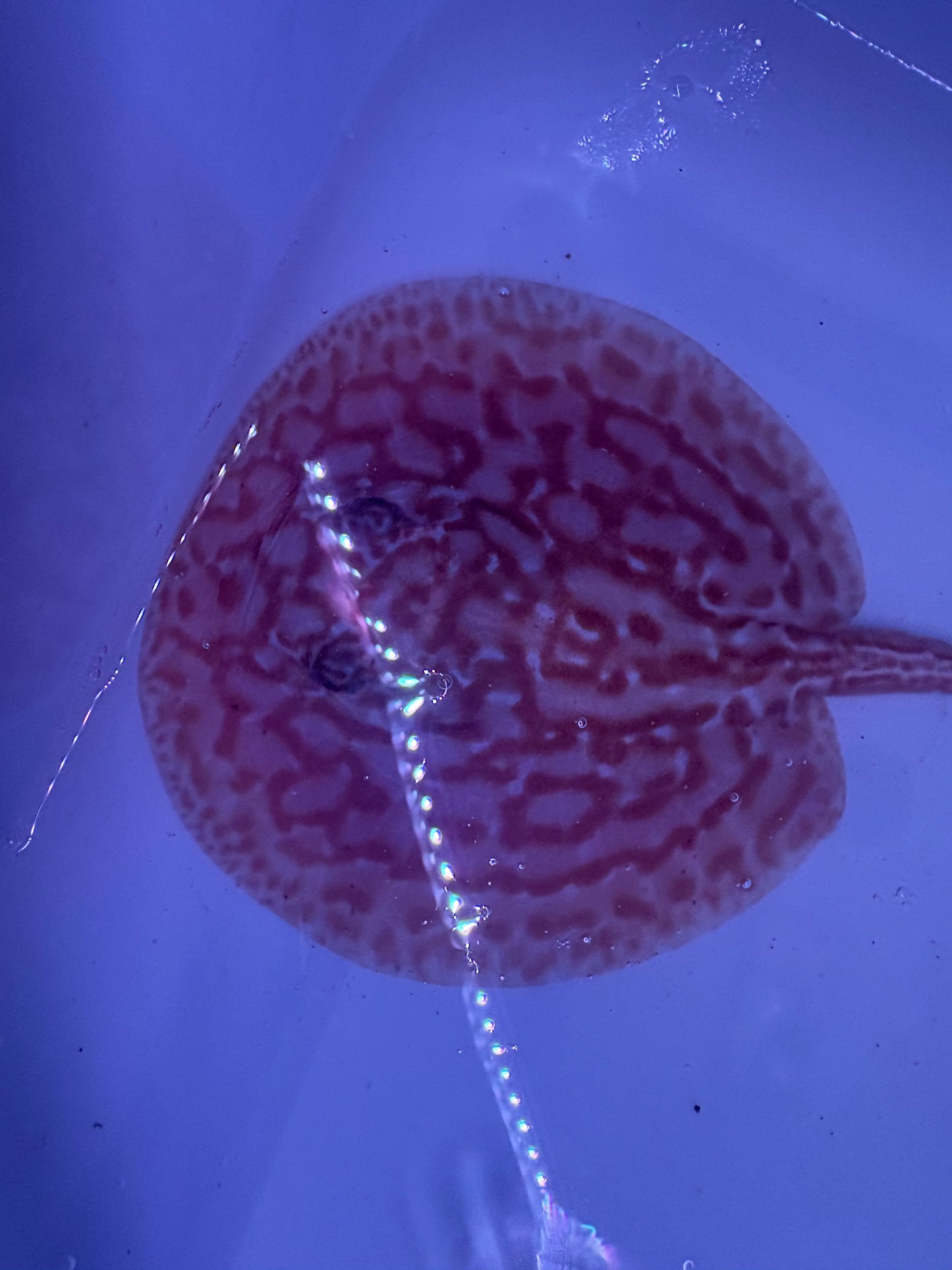 Freshwater Stingray Red Lucy Albino  Male 5