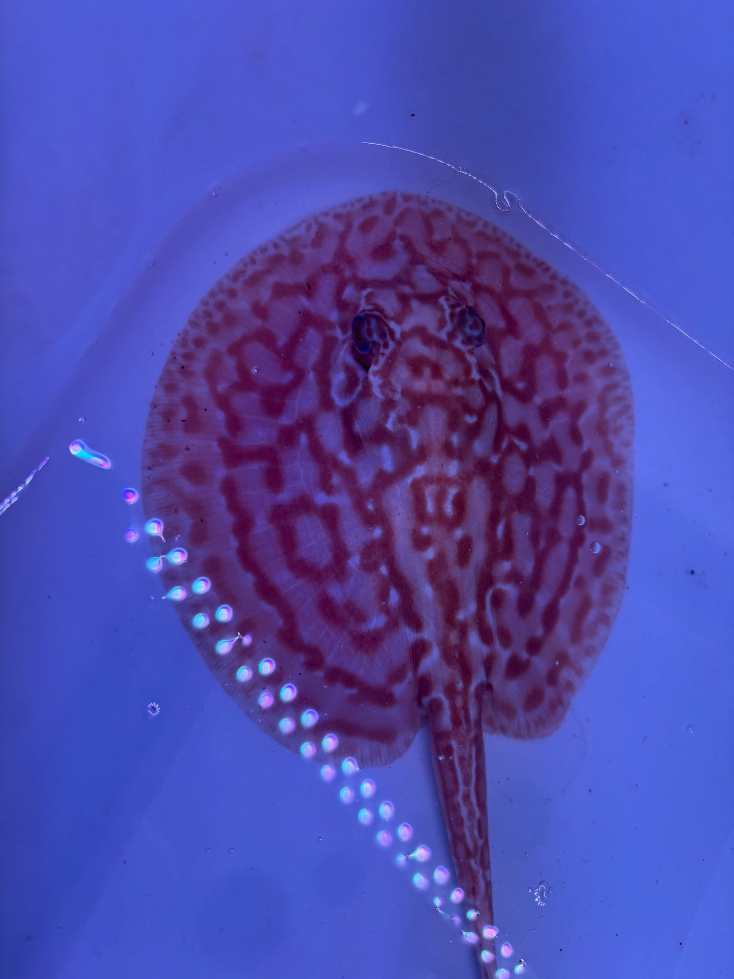 Freshwater Stingray Red Lucy Albino  Male 5
