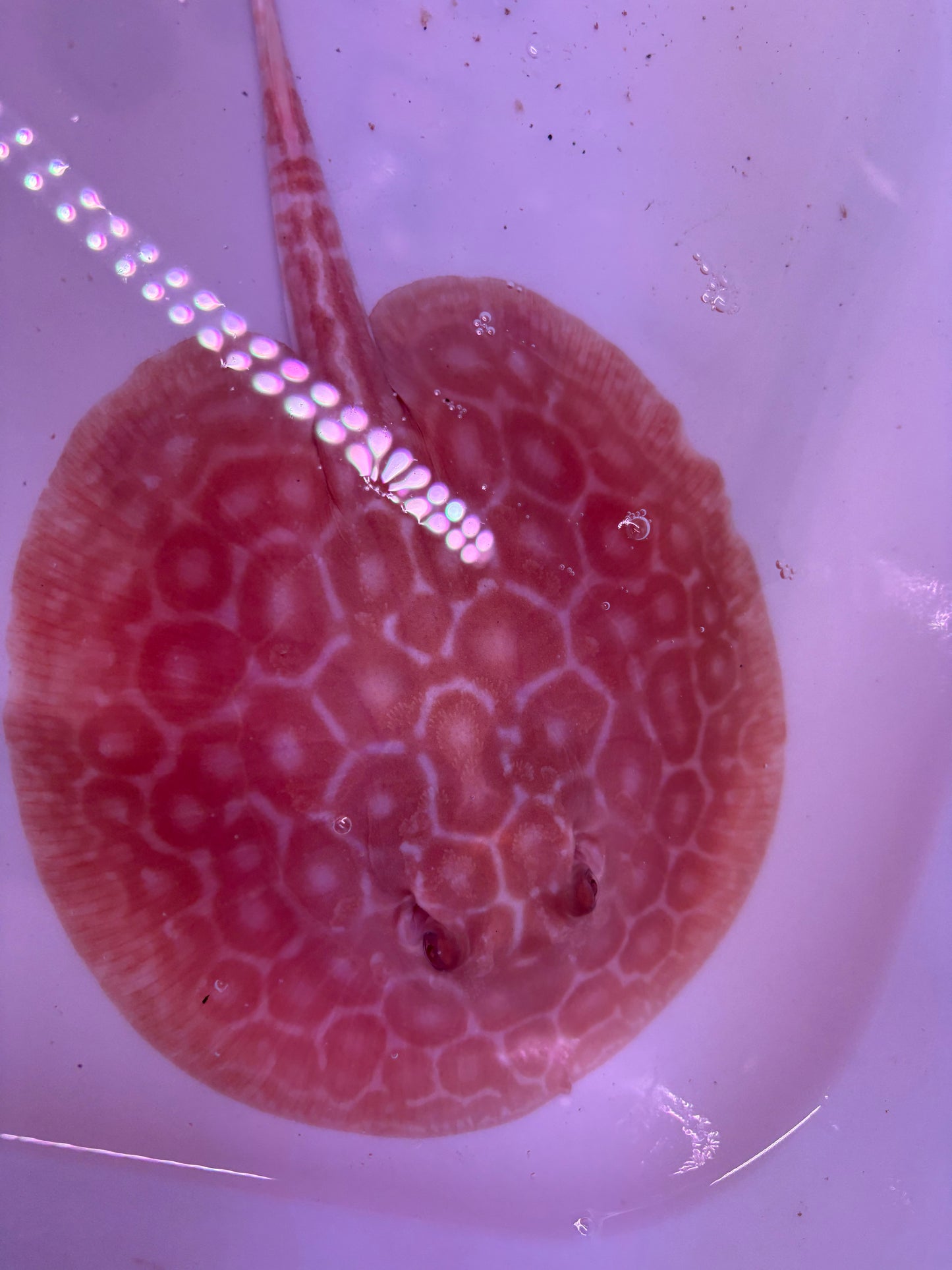 Freshwater Stingray Red Lucy Albino  Male 6