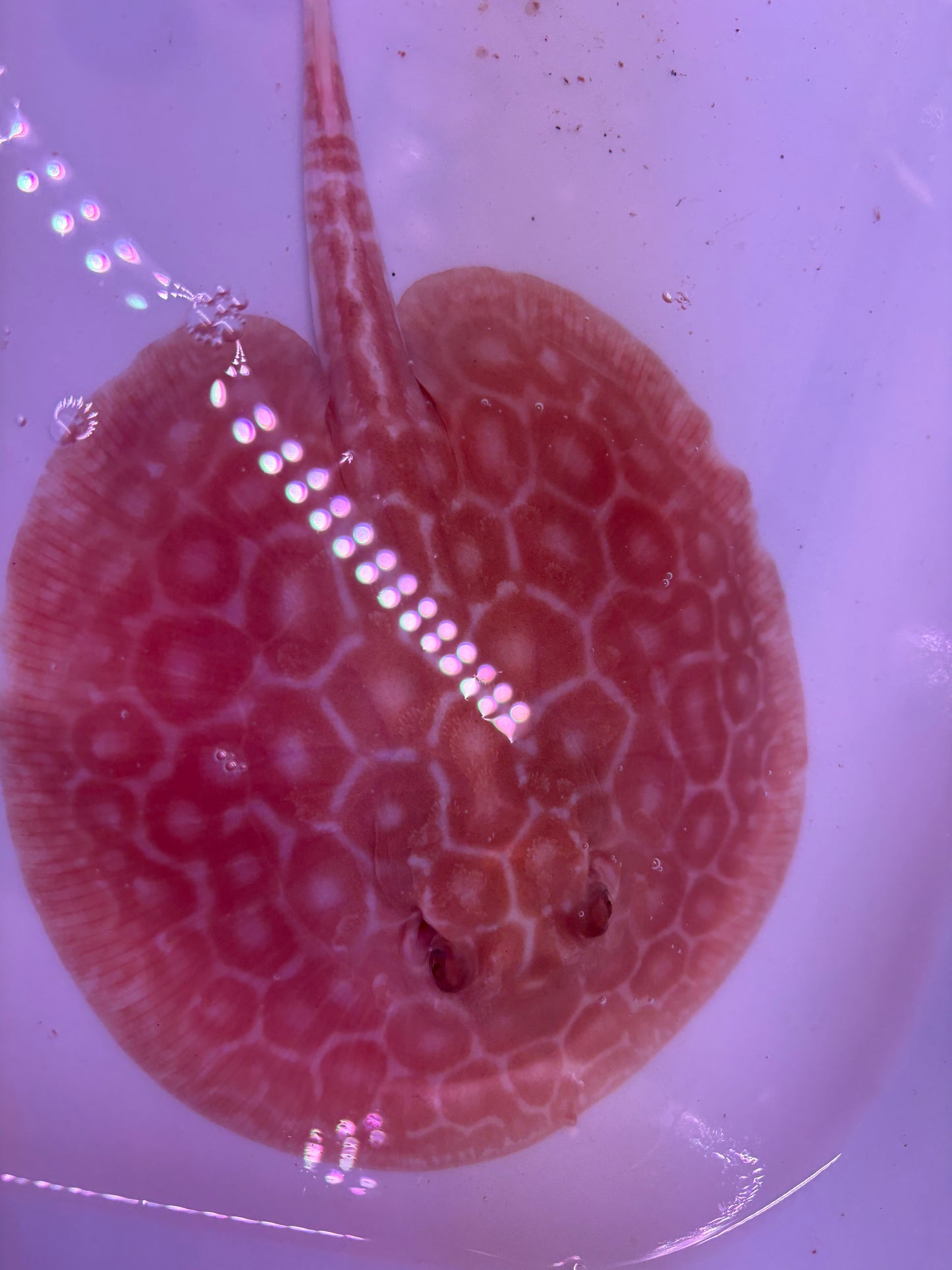 Freshwater Stingray Red Lucy Albino  Male 6