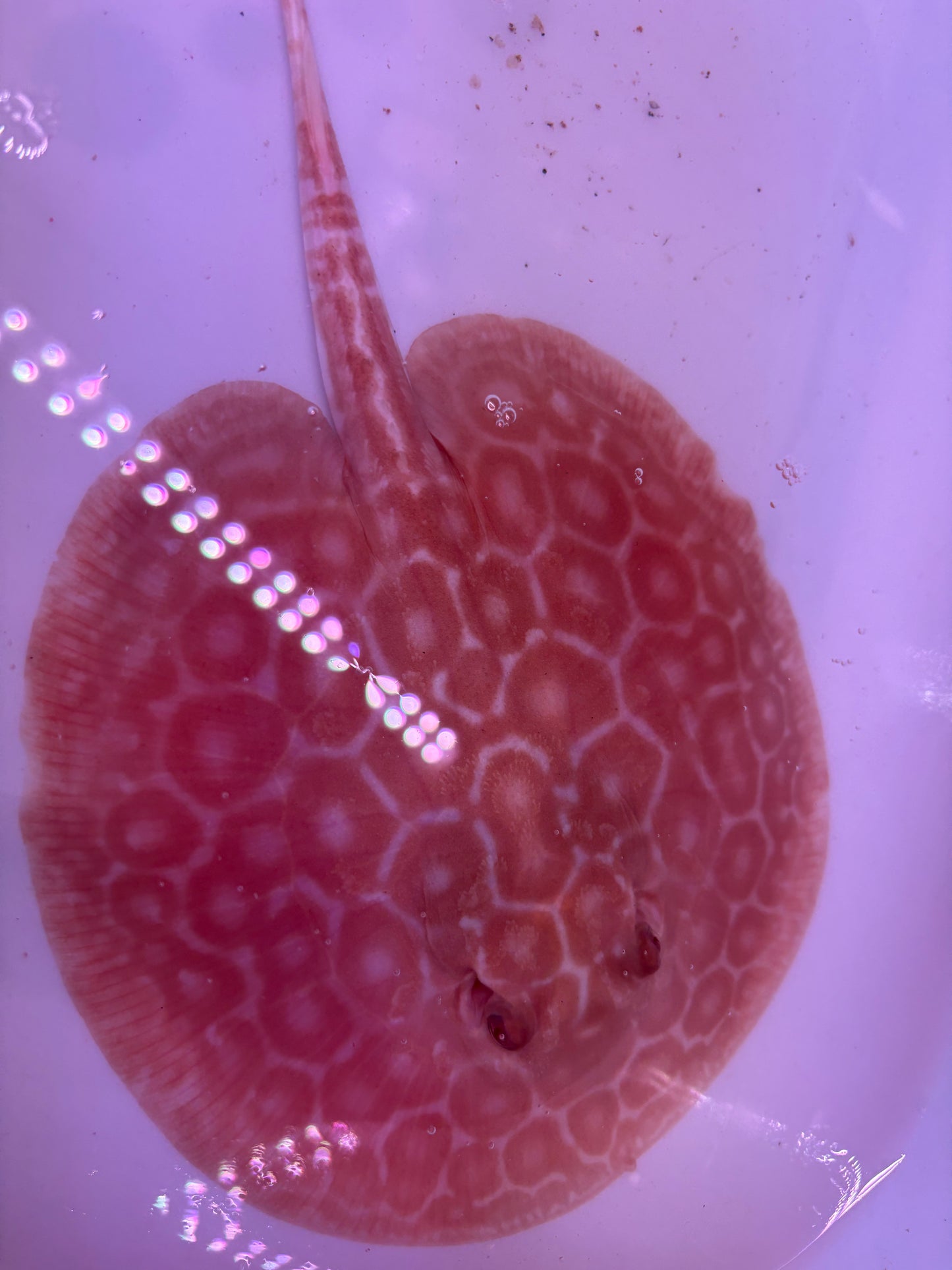 Freshwater Stingray Red Lucy Albino  Male 6