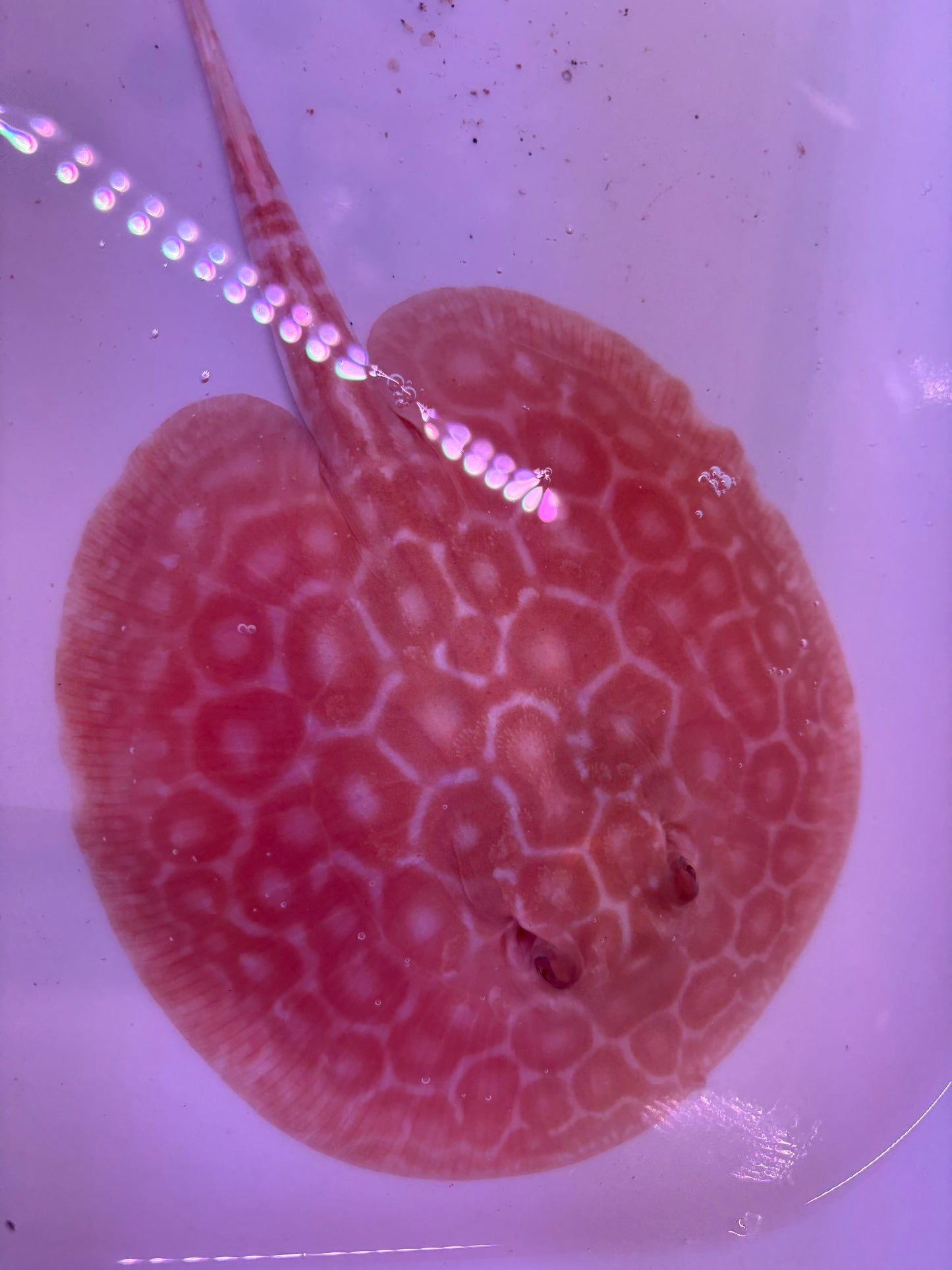 Freshwater Stingray Red Lucy Albino  Male 6
