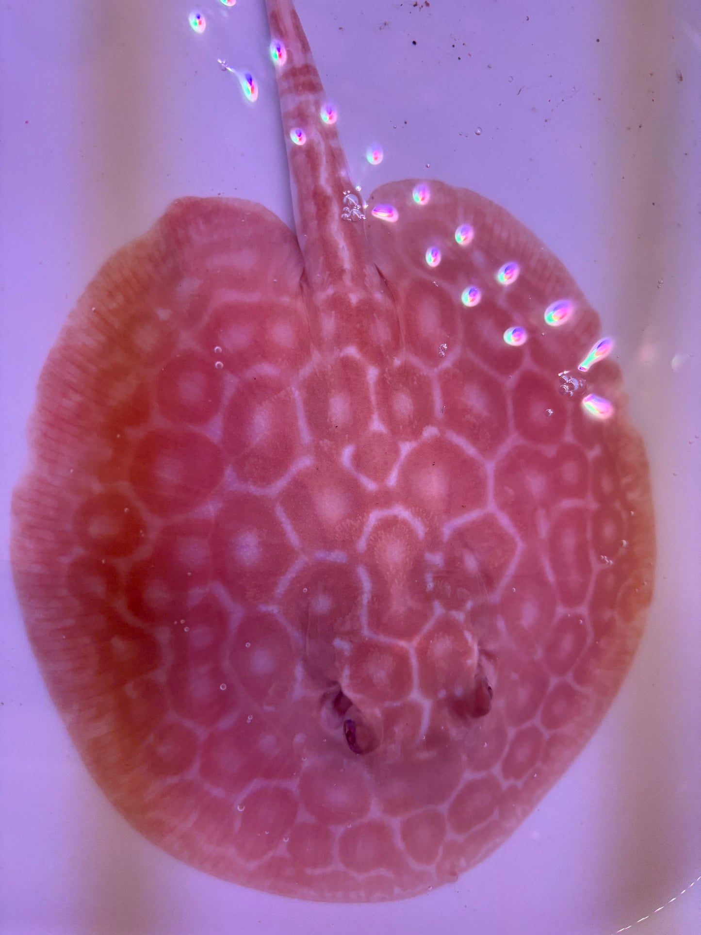 Freshwater Stingray Red Lucy Albino  Male 6