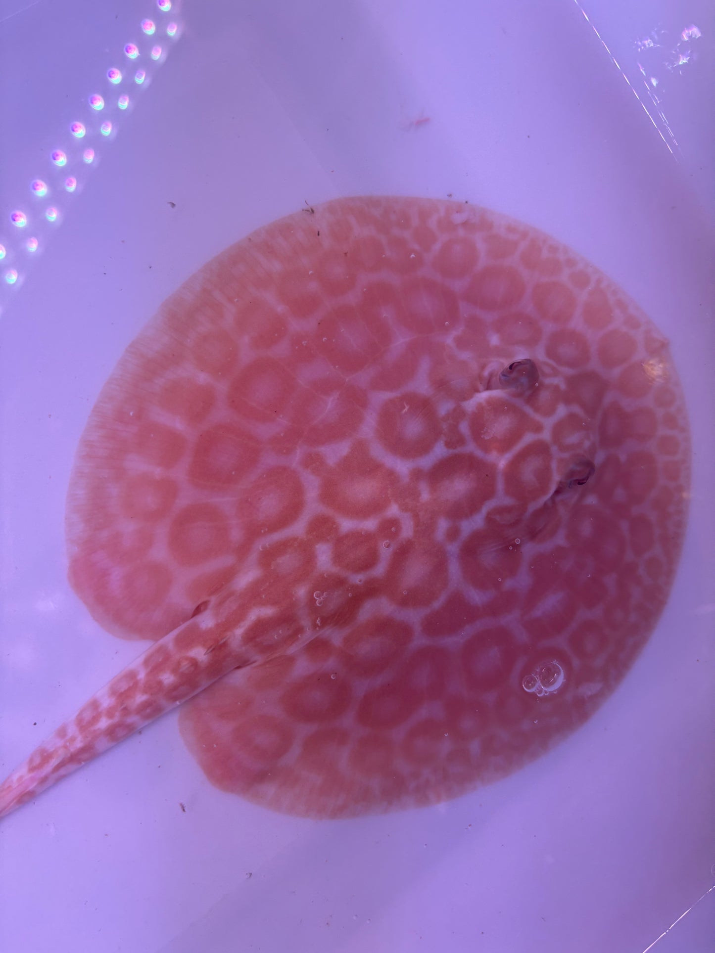 Freshwater Stingray Red Lucy Albino  Male 7