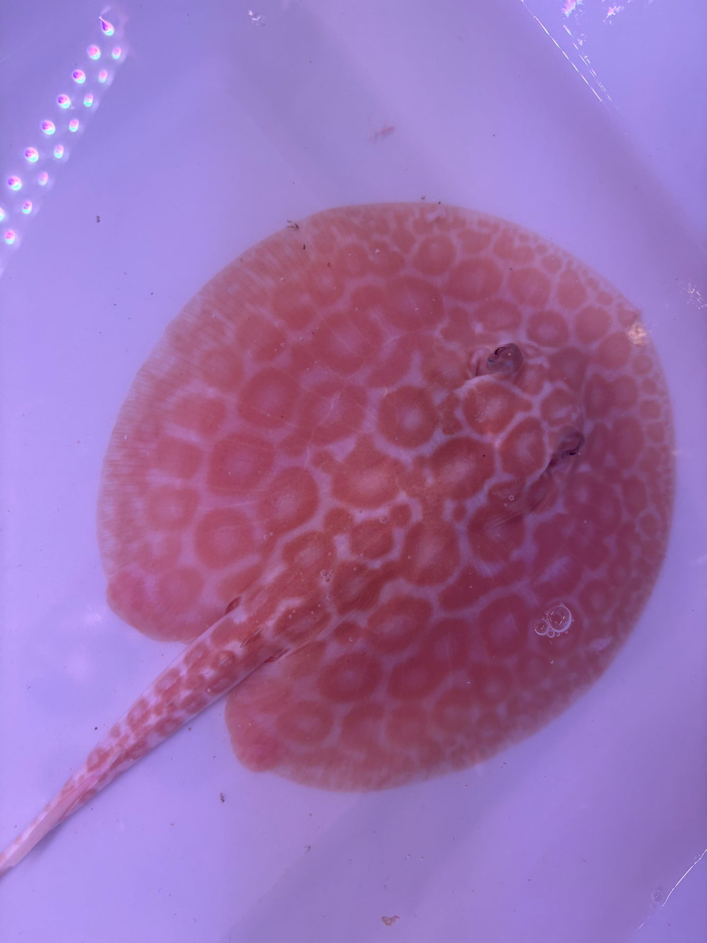 Freshwater Stingray Red Lucy Albino  Male 7