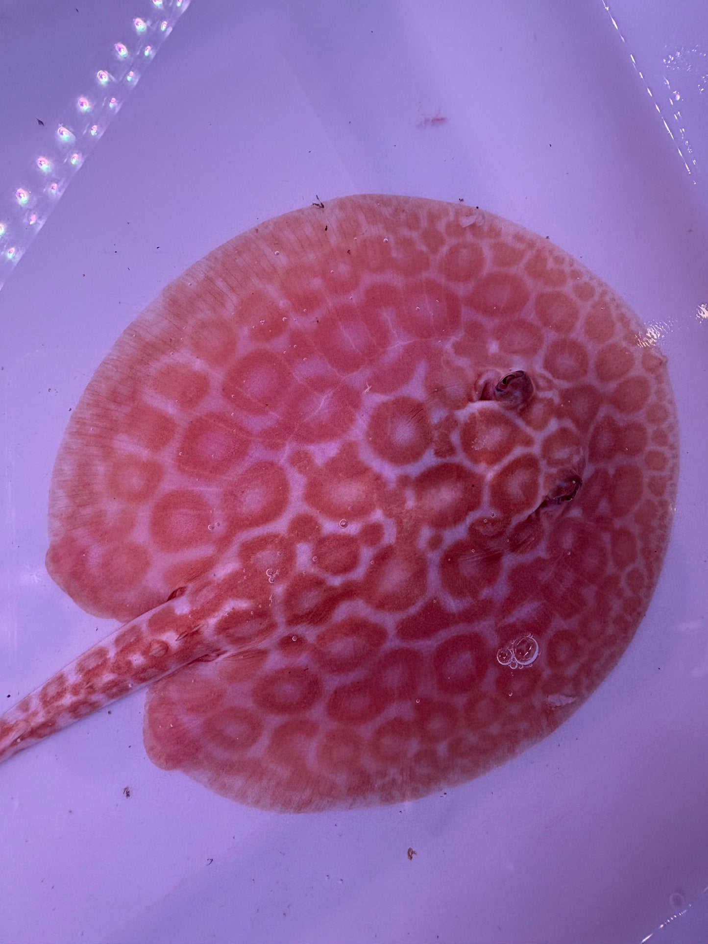Freshwater Stingray Red Lucy Albino  Male 7
