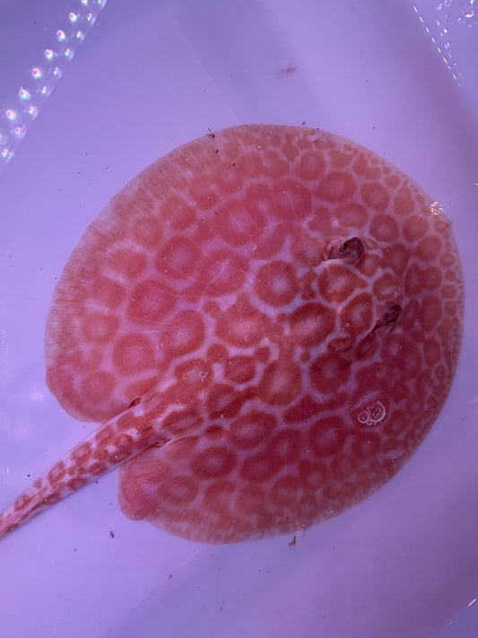 Freshwater Stingray Red Lucy Albino Male 7