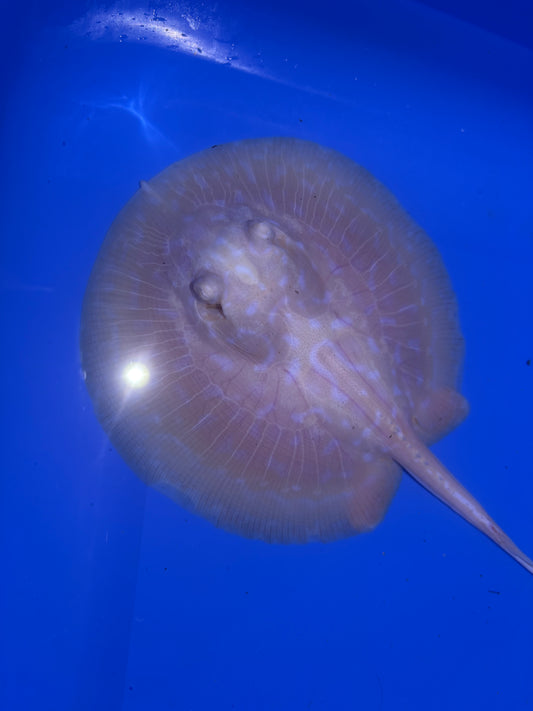 Freshwater Stingray GoldenBase Hybrid Albino Male 1