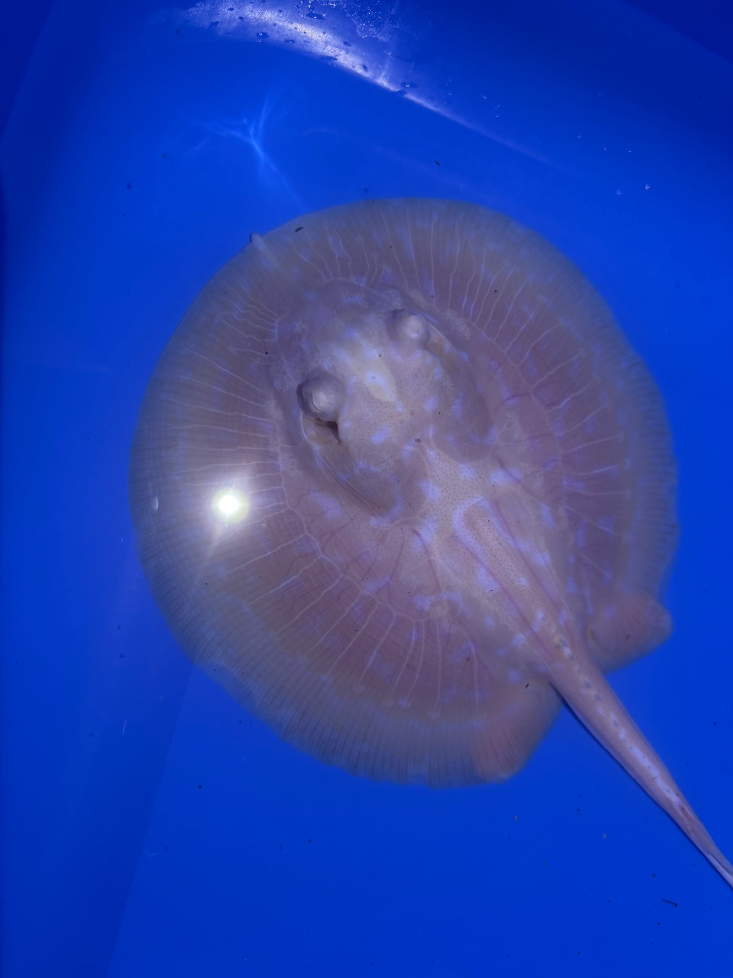 Freshwater Stingray GoldenBase Hybrid Albino Male 1