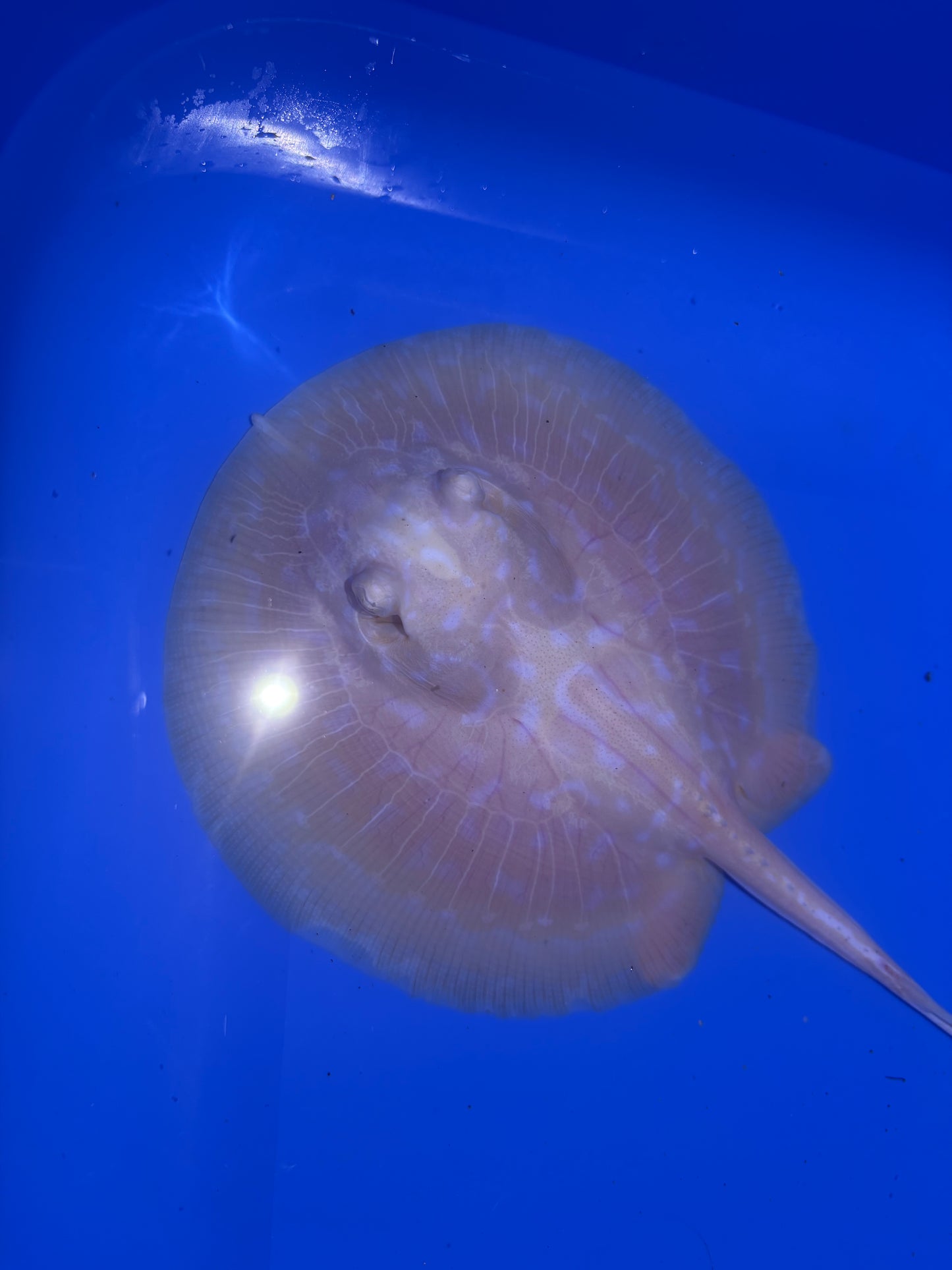 Freshwater Stingray GoldenBase Hybrid Albino Male 1