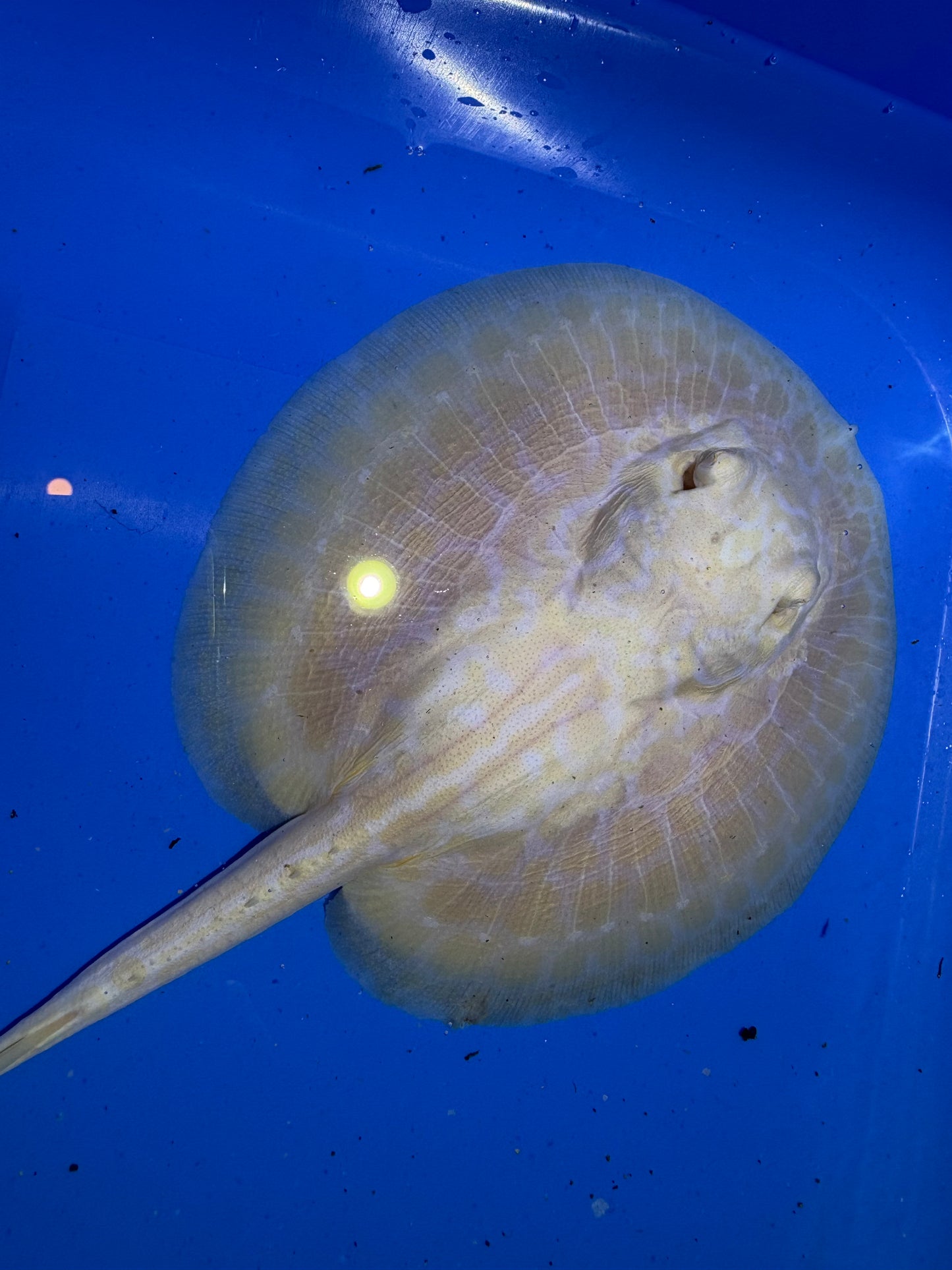 Freshwater Stingray GoldenBase Hybrid Albino Male 2