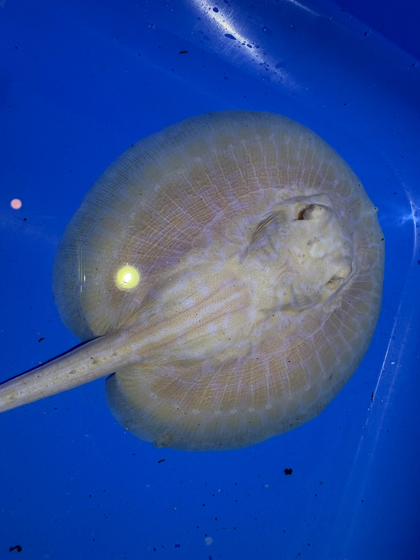 Freshwater Stingray GoldenBase Hybrid Albino Male 2