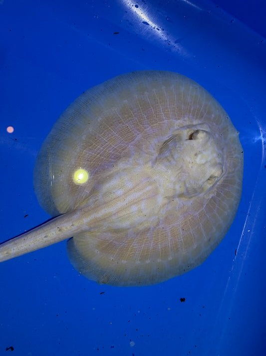 Freshwater Stingray GoldenBase Hybrid Albino Male 2