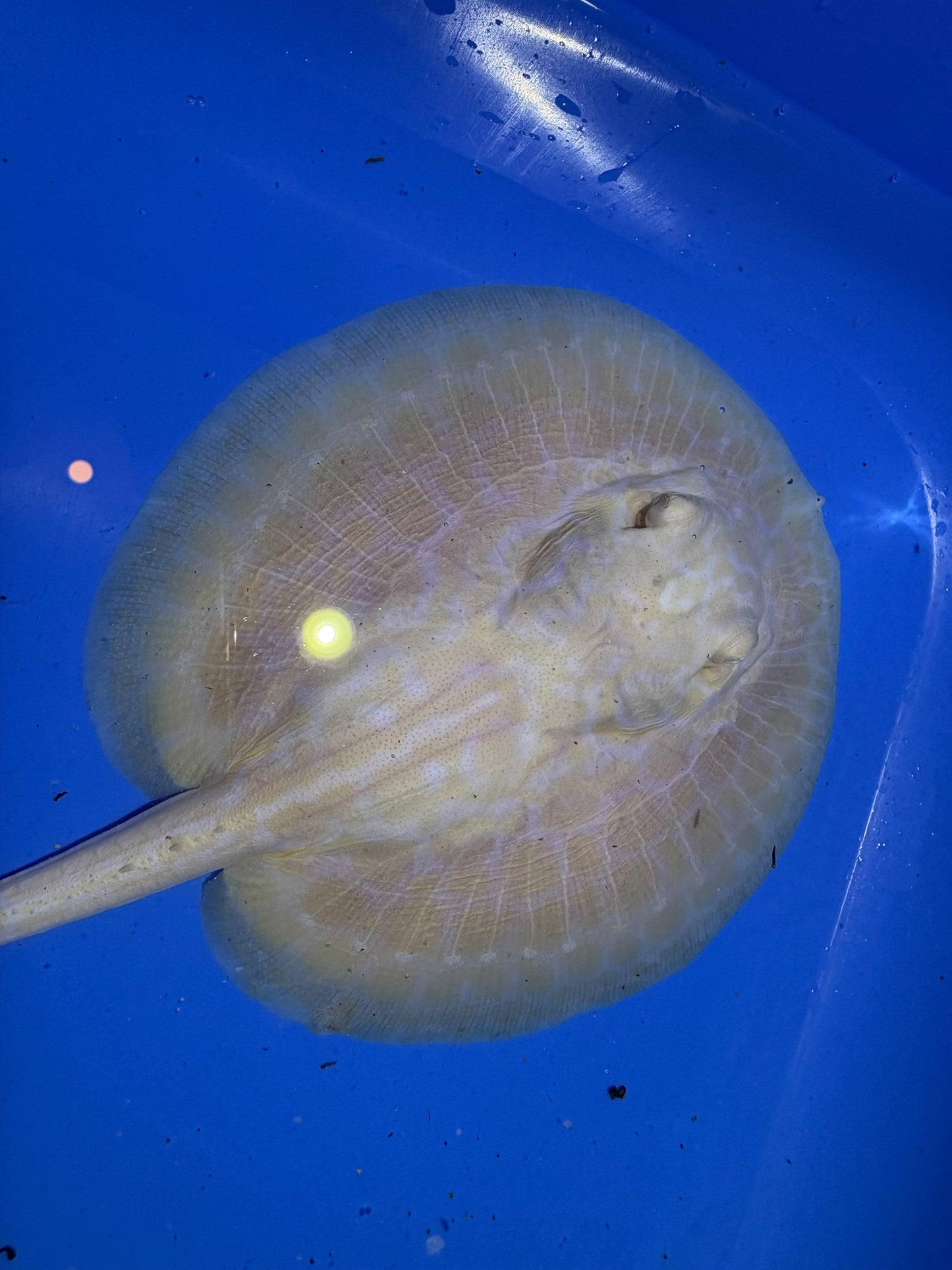 Freshwater Stingray GoldenBase Hybrid Albino Male 2