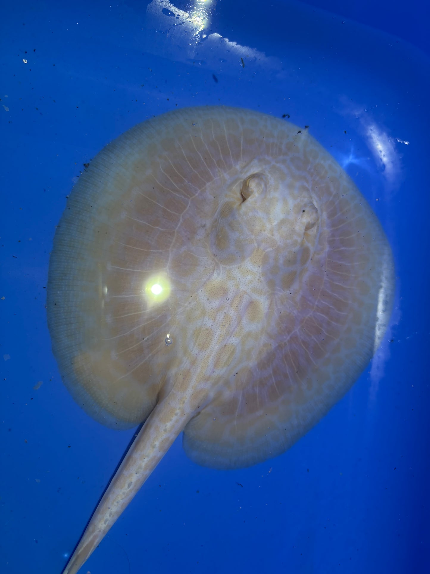 Freshwater Stingray GoldenBase Hybrid Albino Male 3