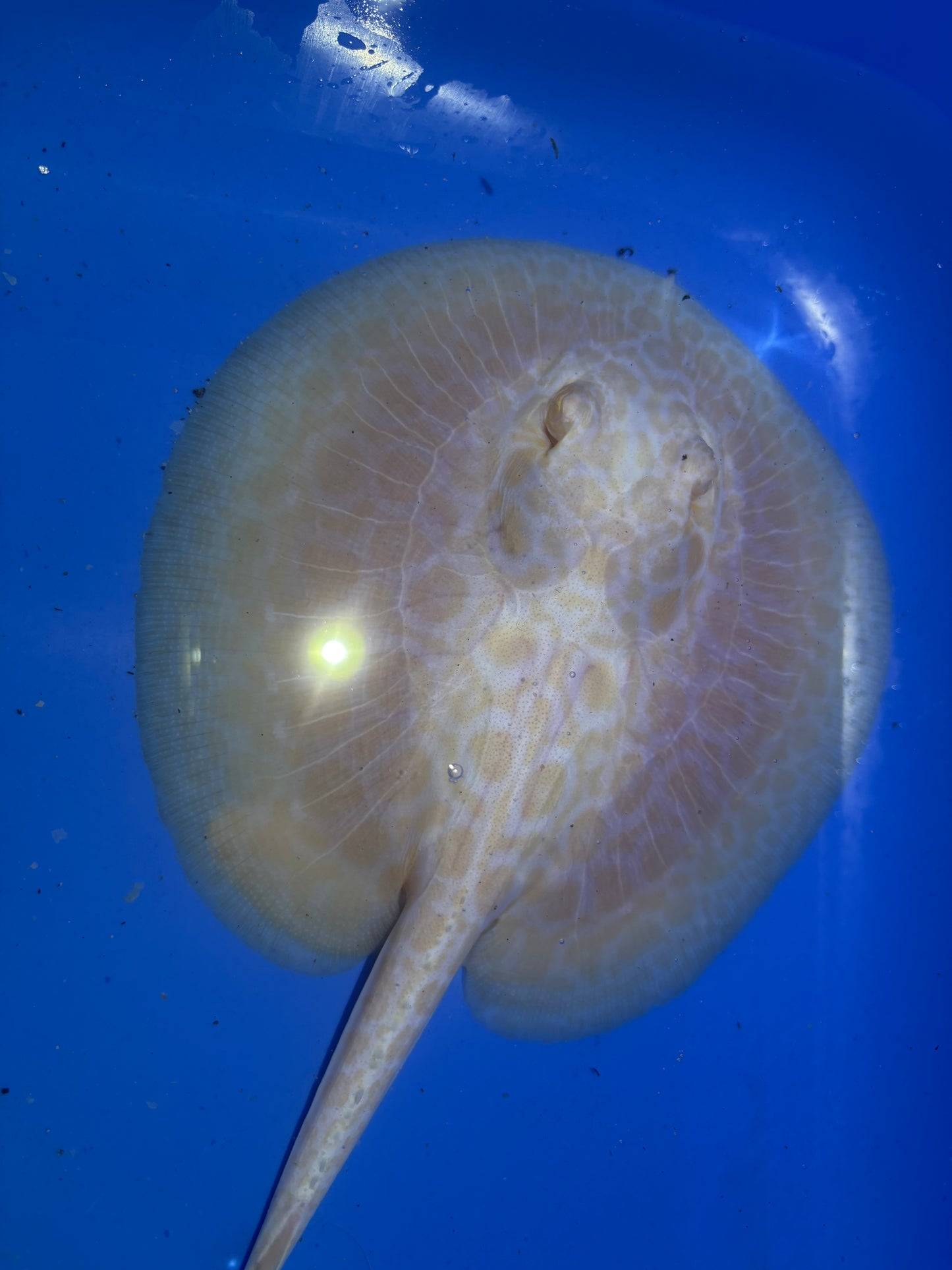 Freshwater Stingray GoldenBase Hybrid Albino Male 3