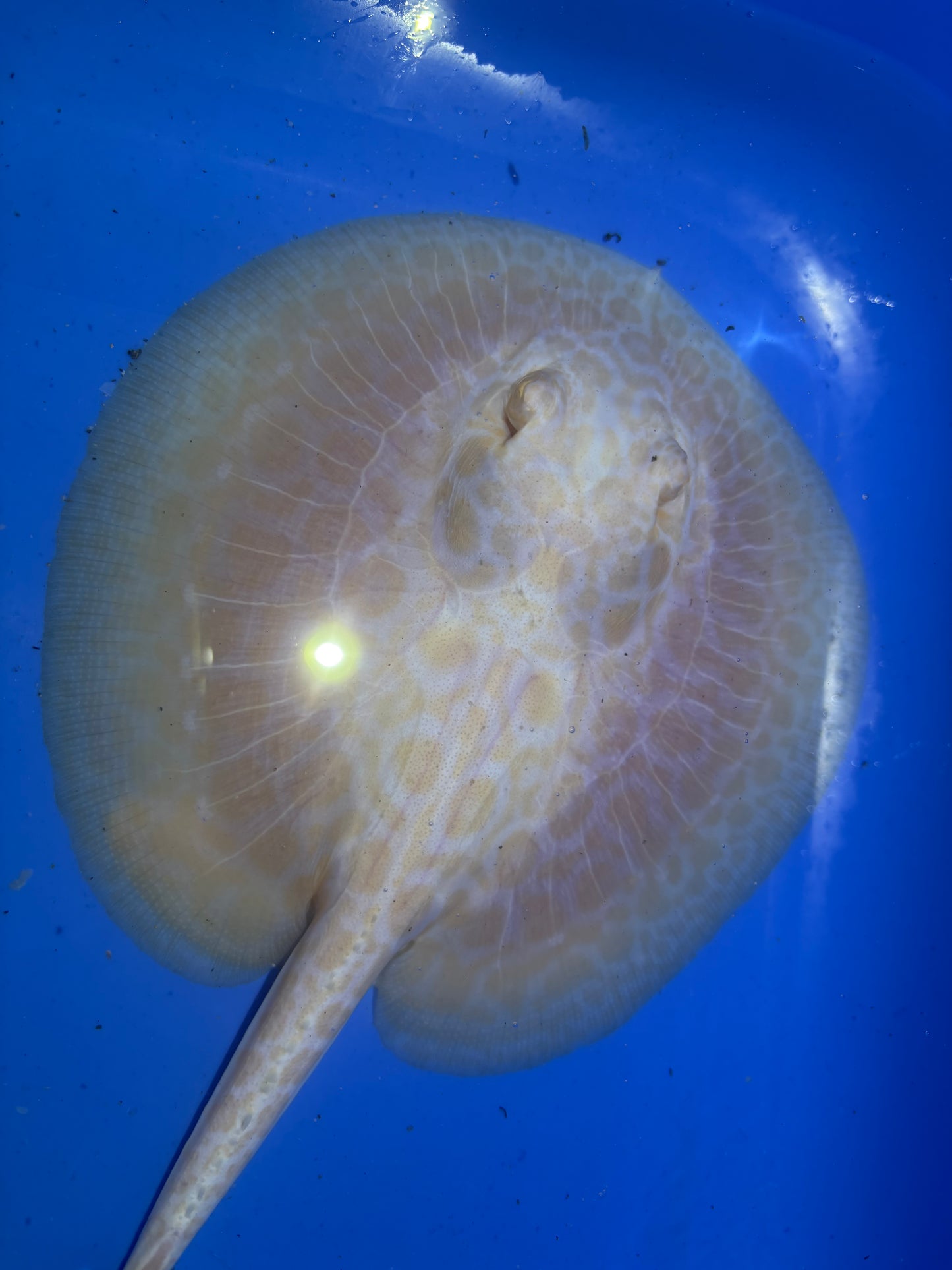 Freshwater Stingray GoldenBase Hybrid Albino Male 3