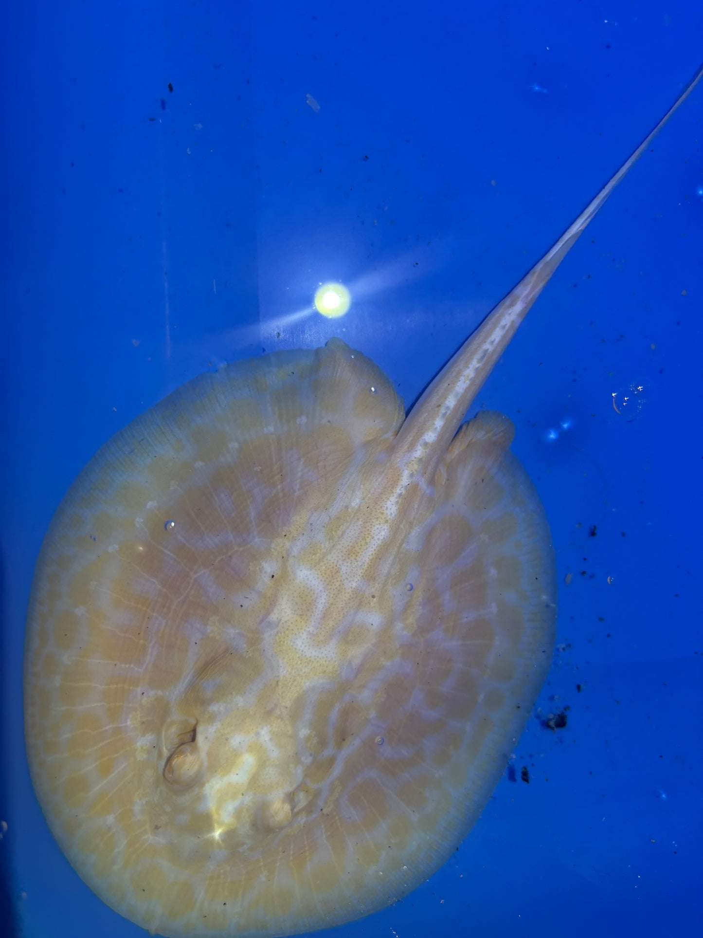 Freshwater Stingray GoldenBase Hybrid Albino Male 4