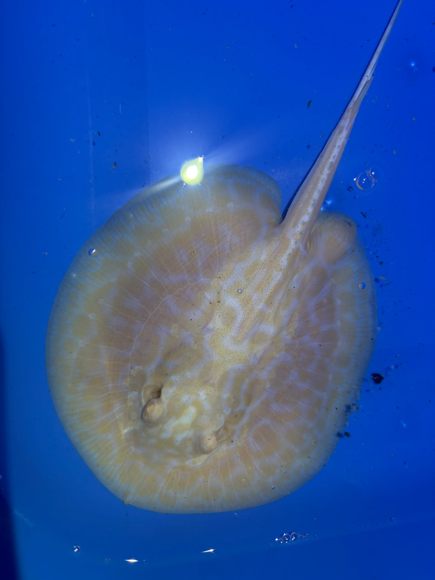 Freshwater Stingray GoldenBase Hybrid Albino Male 4