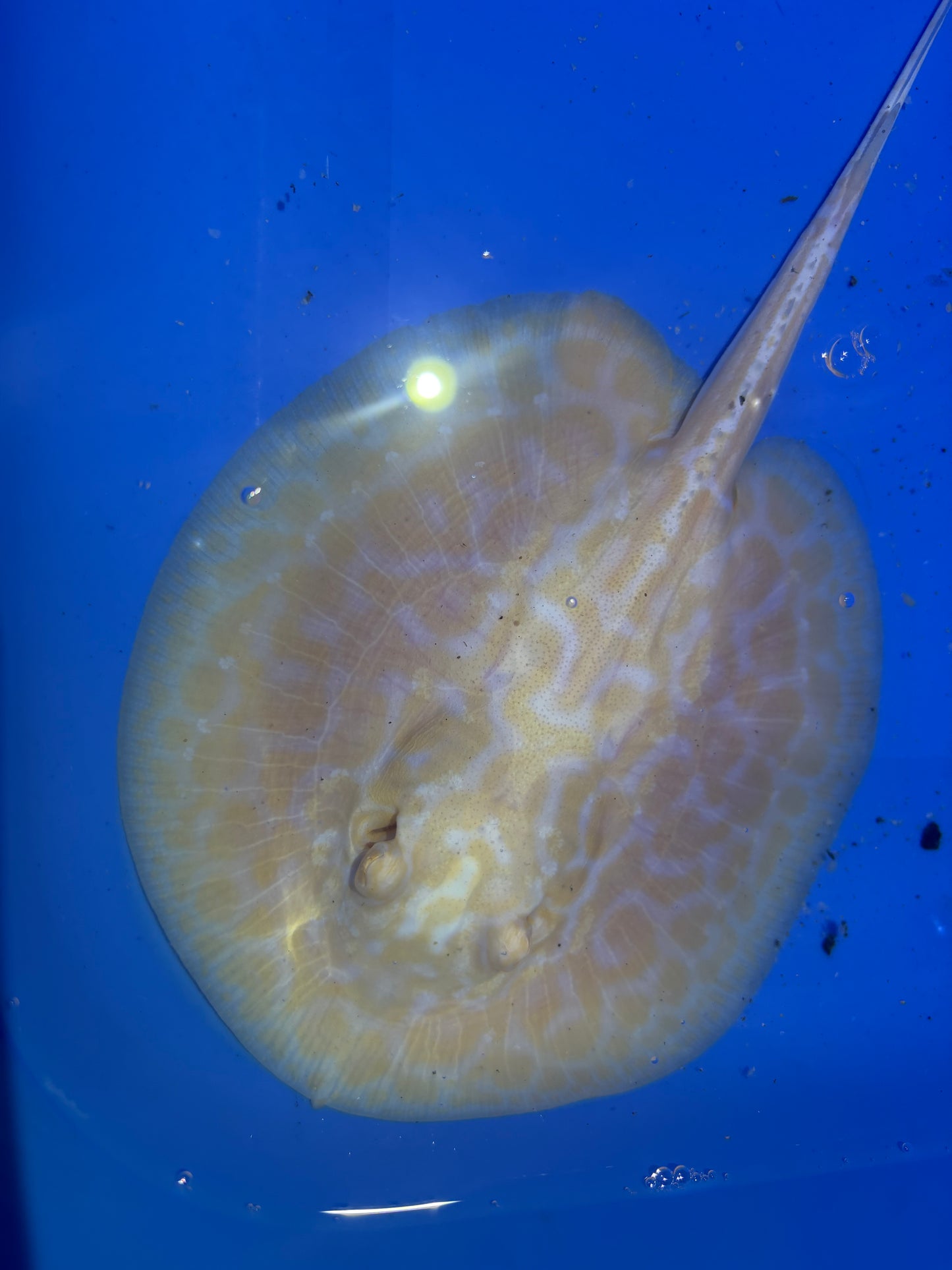 Freshwater Stingray GoldenBase Hybrid Albino Male 4