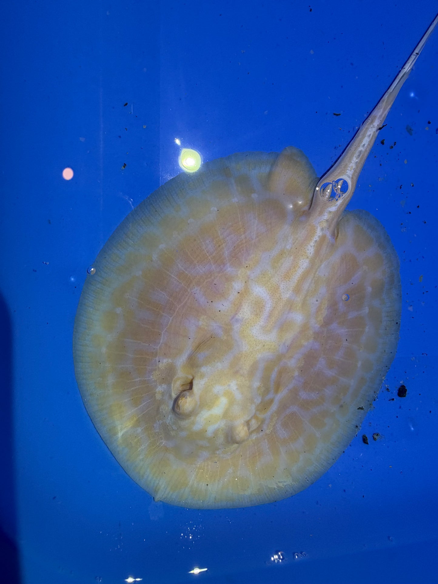 Freshwater Stingray GoldenBase Hybrid Albino Male 4