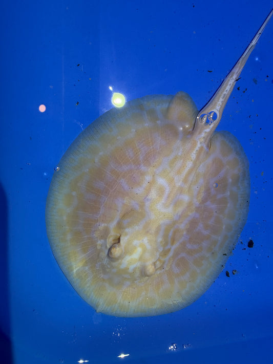 Freshwater Stingray GoldenBase Hybrid Albino Male 4
