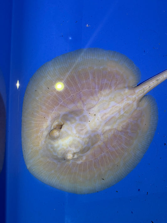 Freshwater Stingray GoldenBase Hybrid Albino Male 5