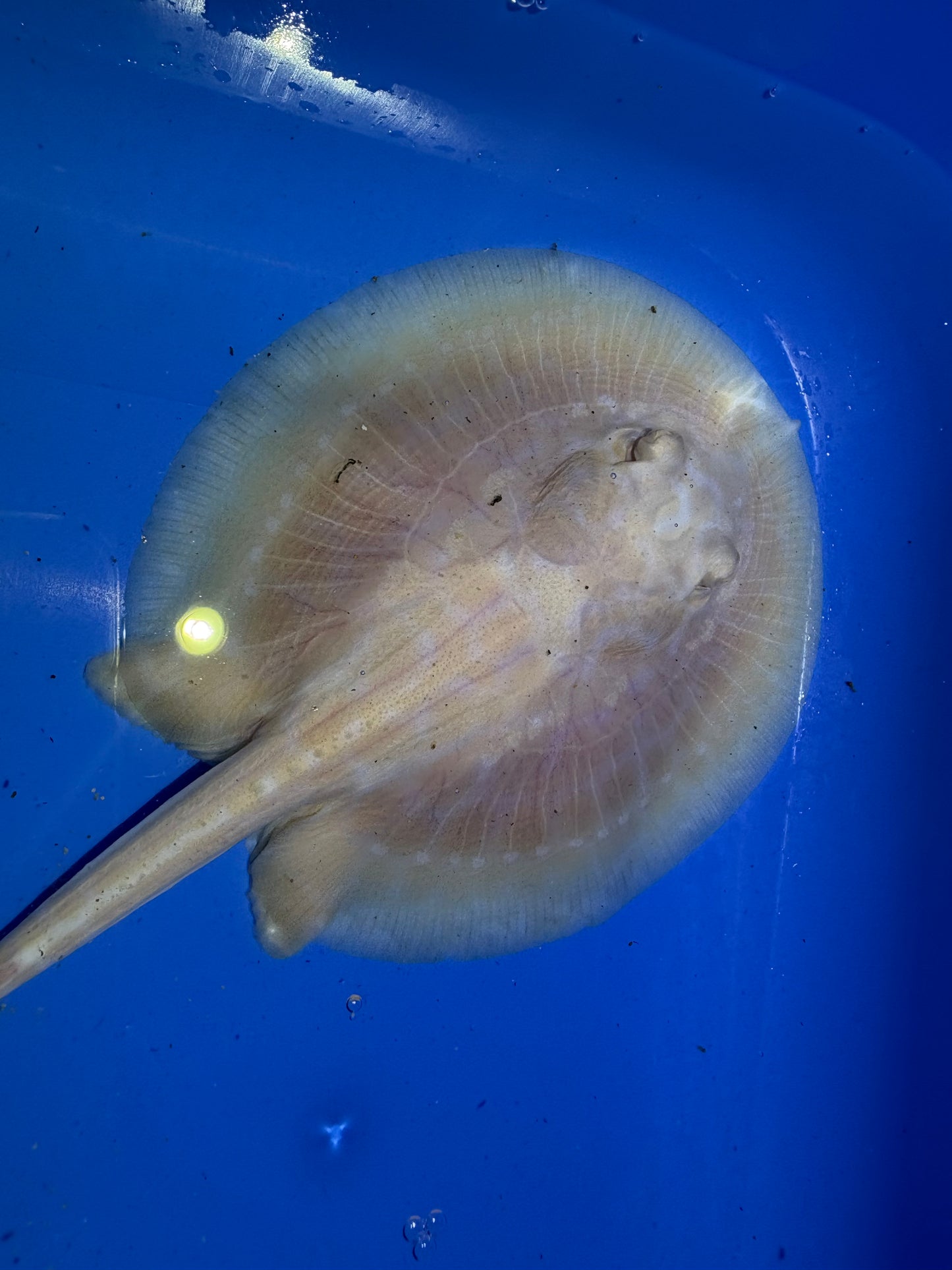 Freshwater Stingray GoldenBase Hybrid Albino Male 6