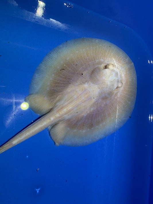 Freshwater Stingray GoldenBase Hybrid Albino Male 6