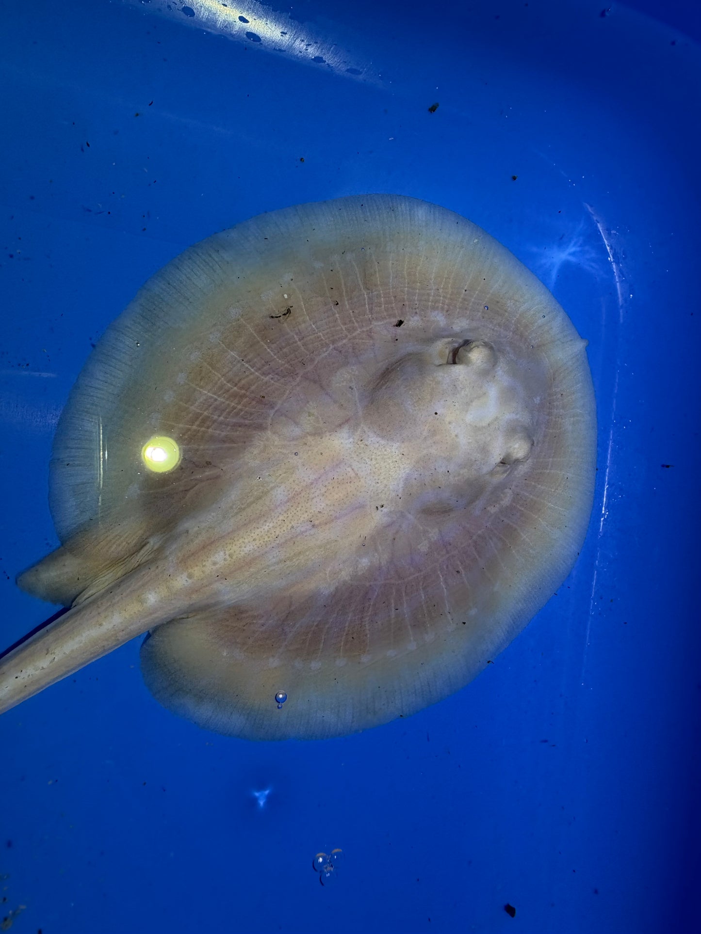 Freshwater Stingray GoldenBase Hybrid Albino Male 6