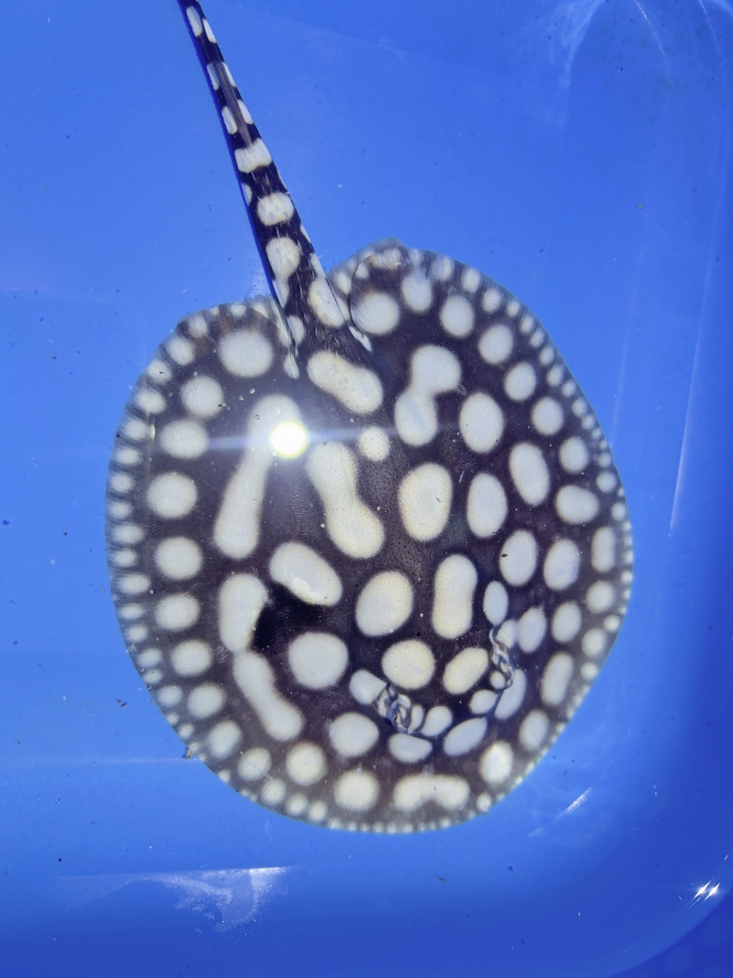 Freshwater Stingray NanShen/Male God Black Diamond Male