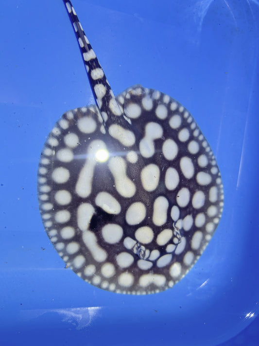 Freshwater Stingray NanShen/Male God Black Diamond Male