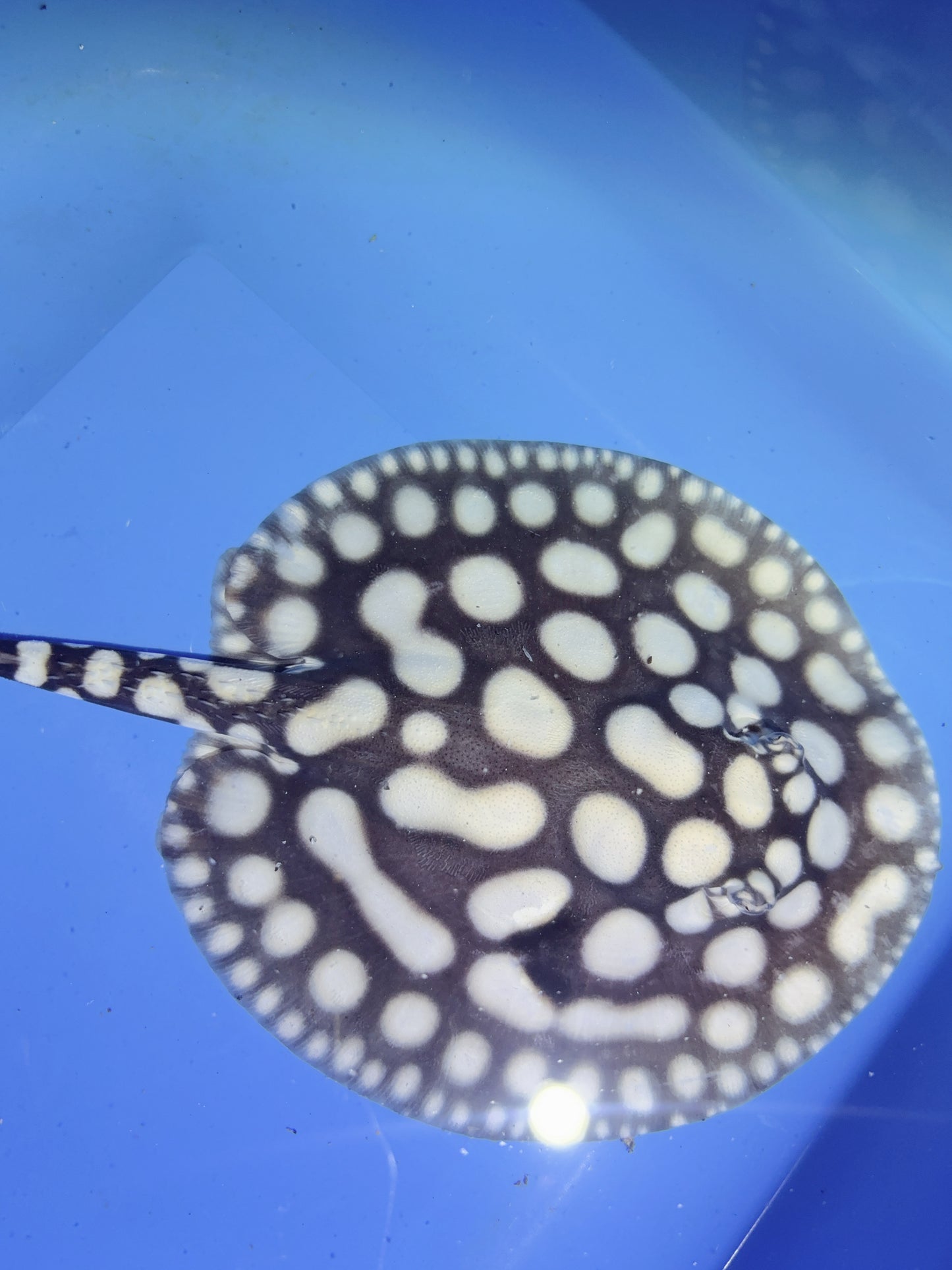 Freshwater Stingray NanShen/Male God Black Diamond Male