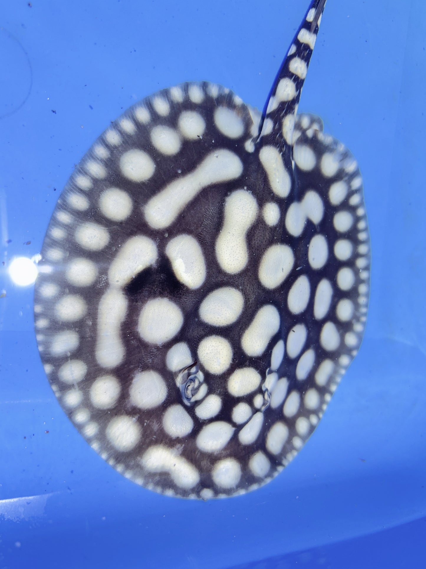 Freshwater Stingray NanShen/Male God Black Diamond Male