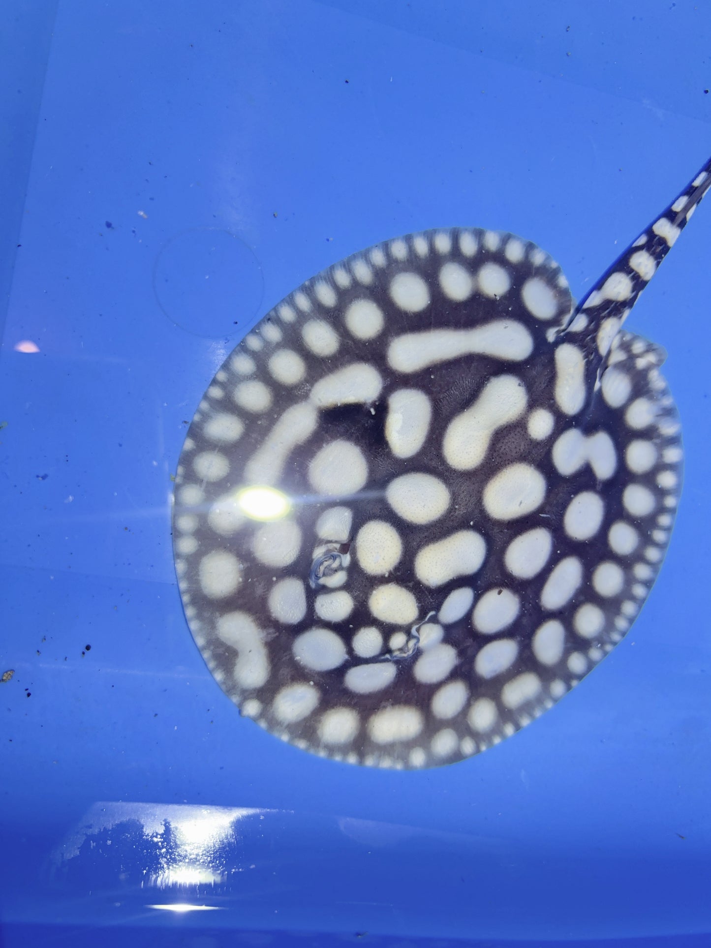 Freshwater Stingray NanShen/Male God Black Diamond Male