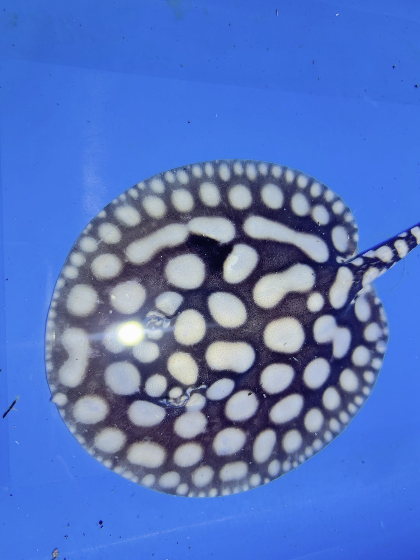 Freshwater Stingray NanShen/Male God Black Diamond Male