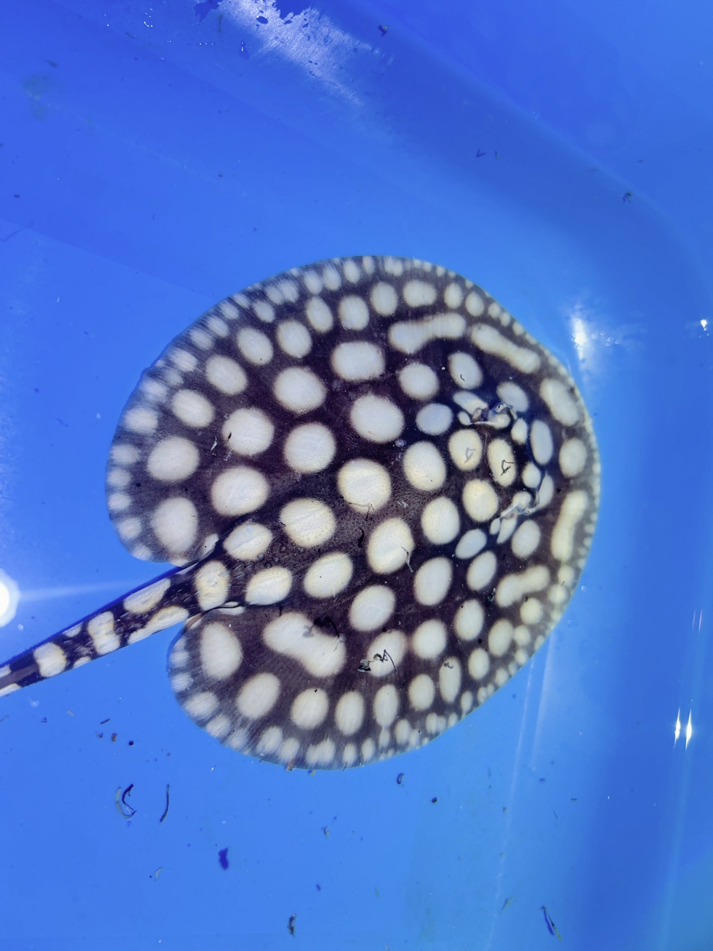 Freshwater Stingray NanShen/Male God Black Diamond Male