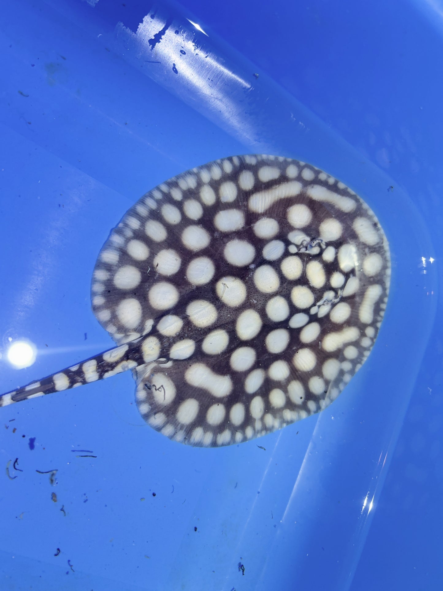 Freshwater Stingray NanShen/Male God Black Diamond Male
