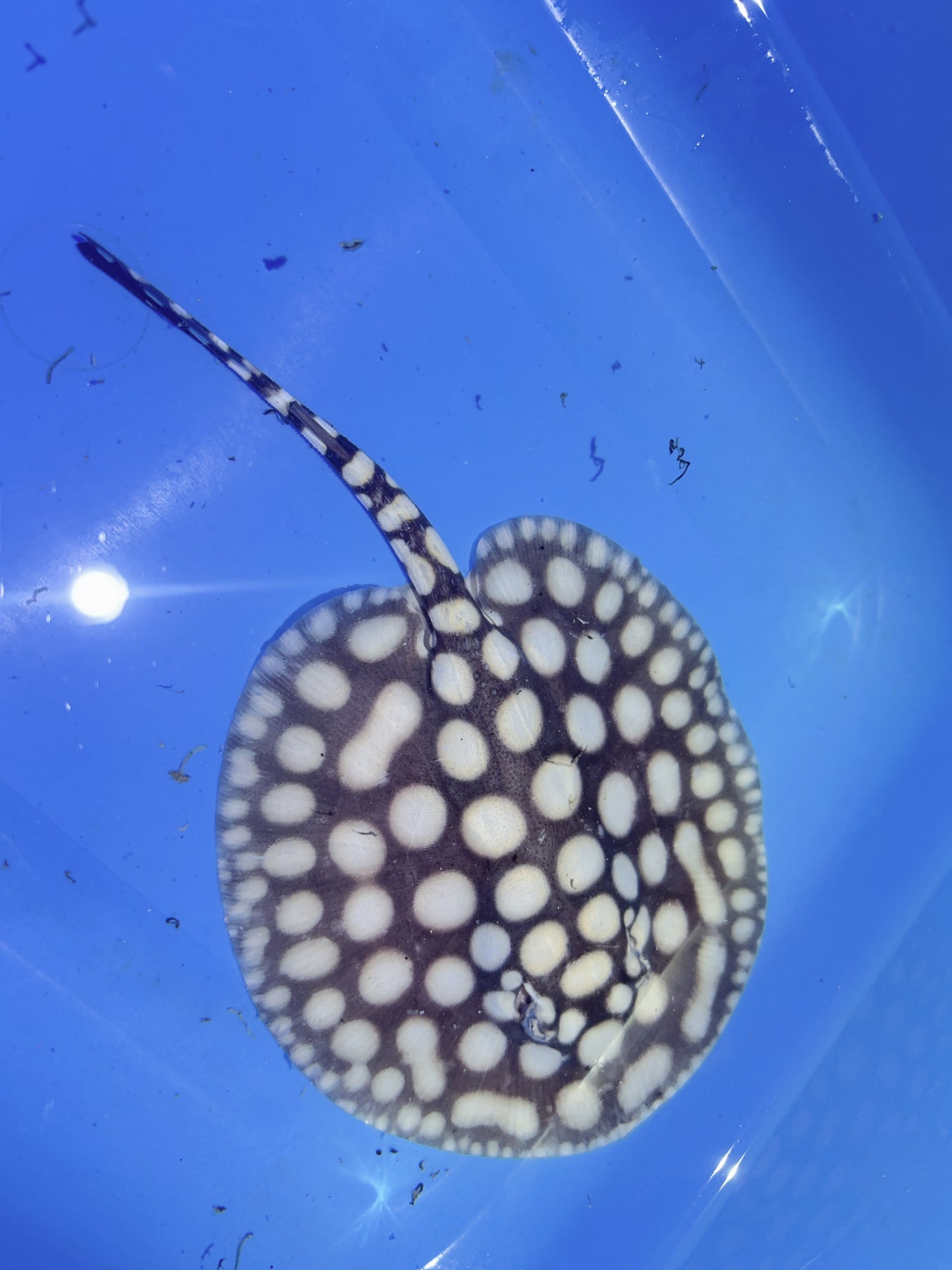 Freshwater Stingray NanShen/Male God Black Diamond Male