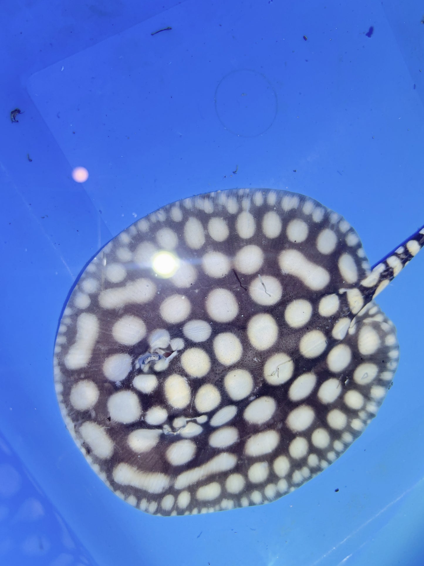 Freshwater Stingray NanShen/Male God Black Diamond Male